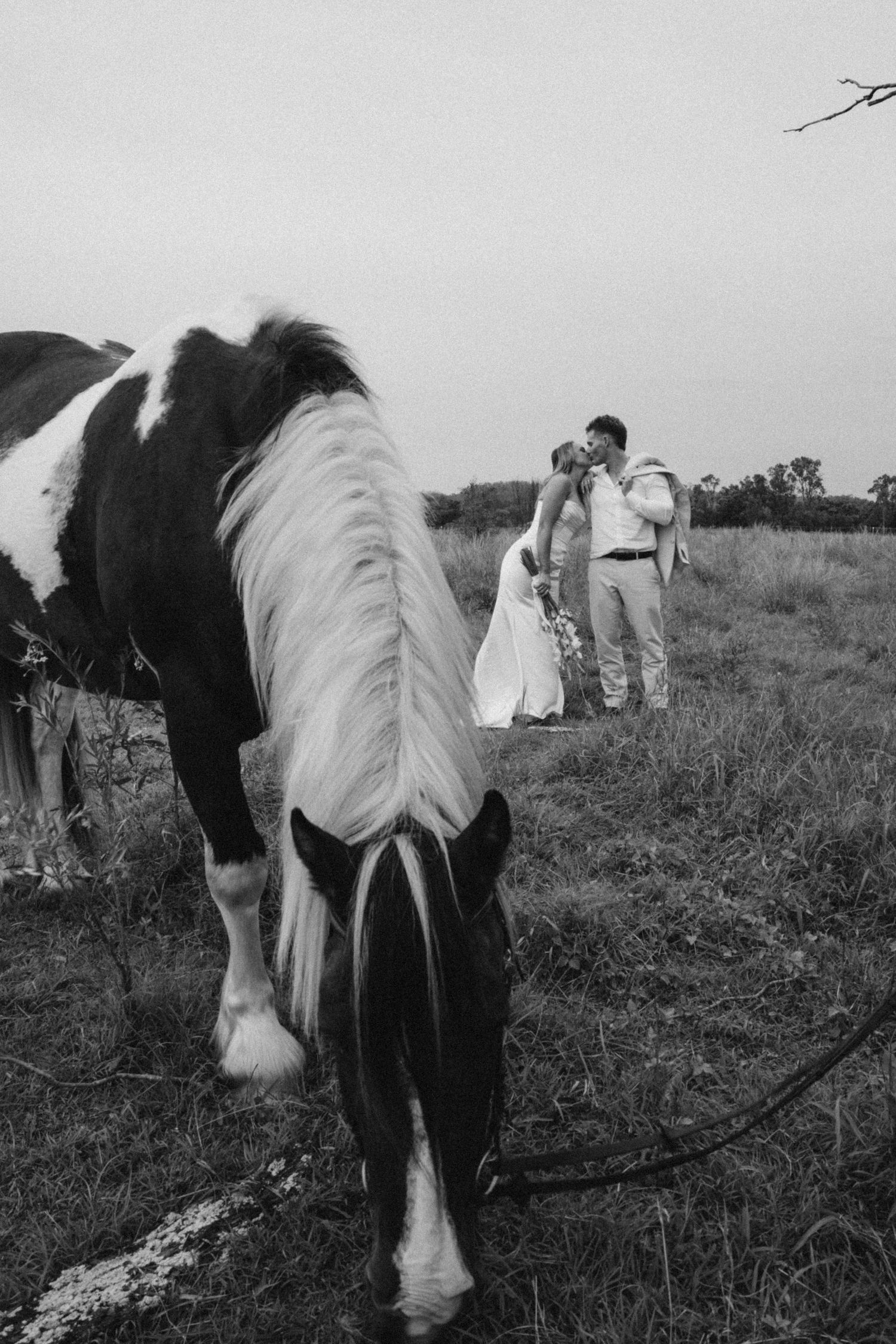 Black and white photo of a draft horse with wedding couple in background.