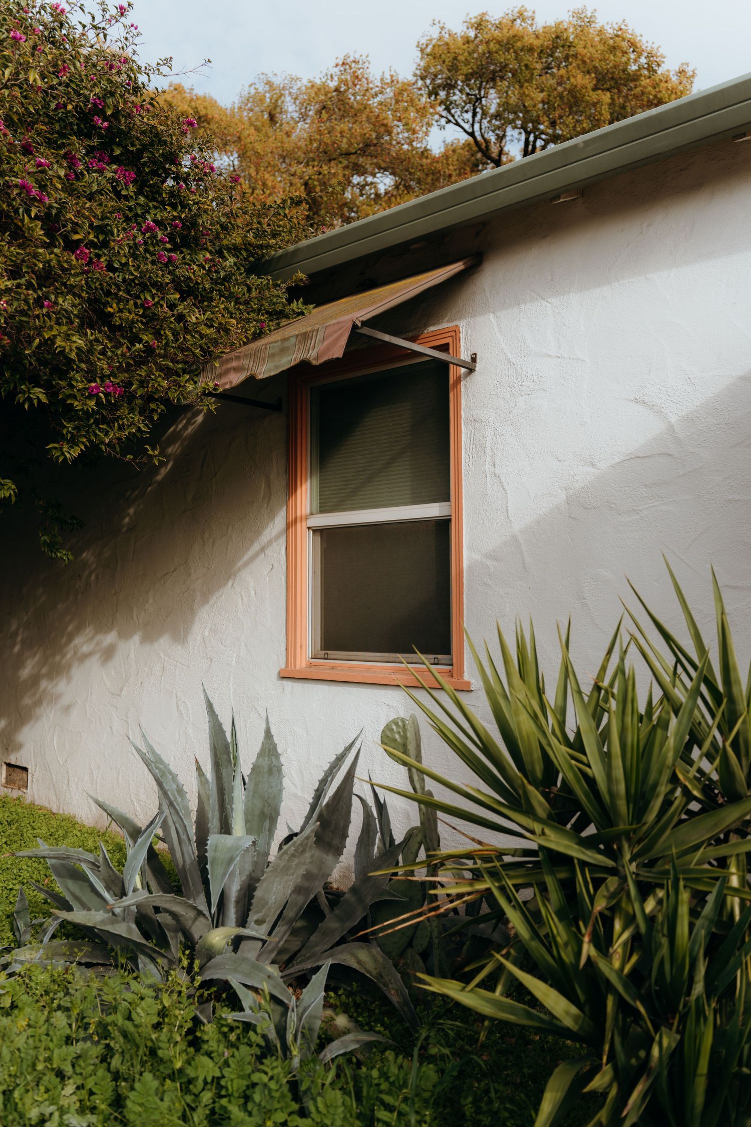 White stucco house exterior with wooden window frame and succulent garden plants.