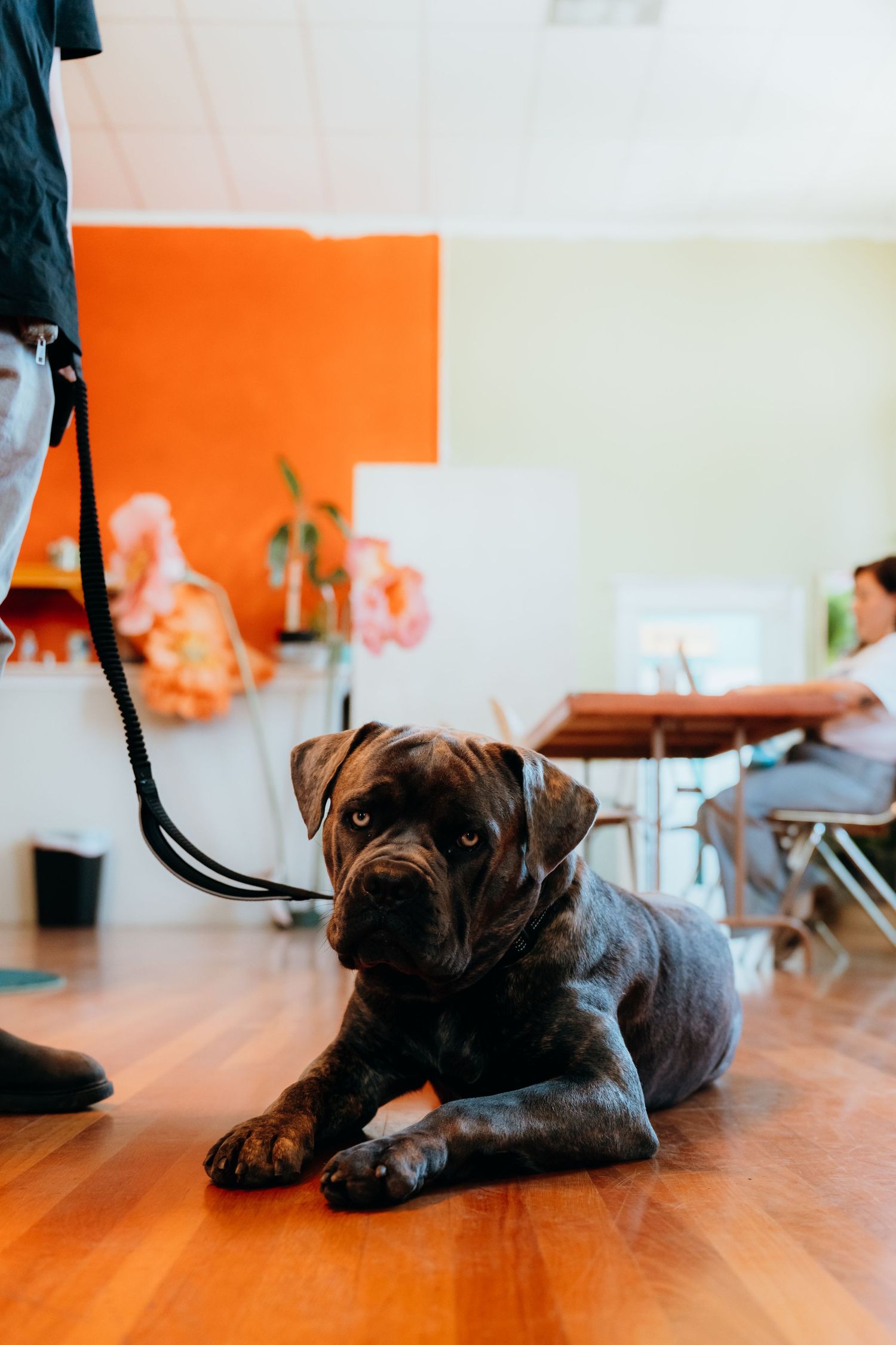A brown cane corso puppy lies on hardwood flooring while on a leash with orange decor in the background.