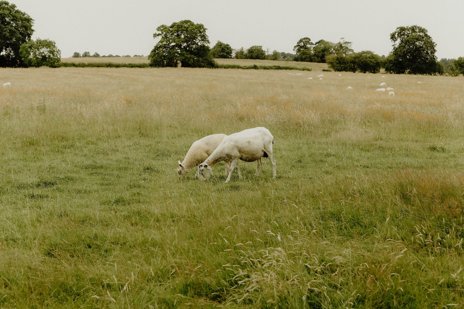 White sheep graze peacefully in a lush green pasture under a cloudy summer sky.