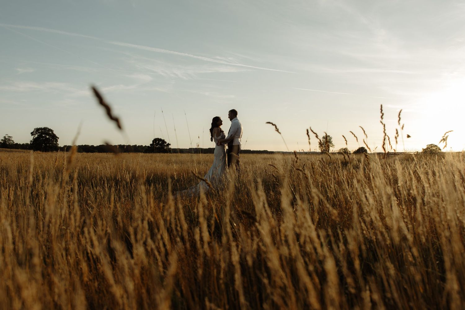 Golden wheat field stretches to horizon under blue sky with wispy clouds at sunset.