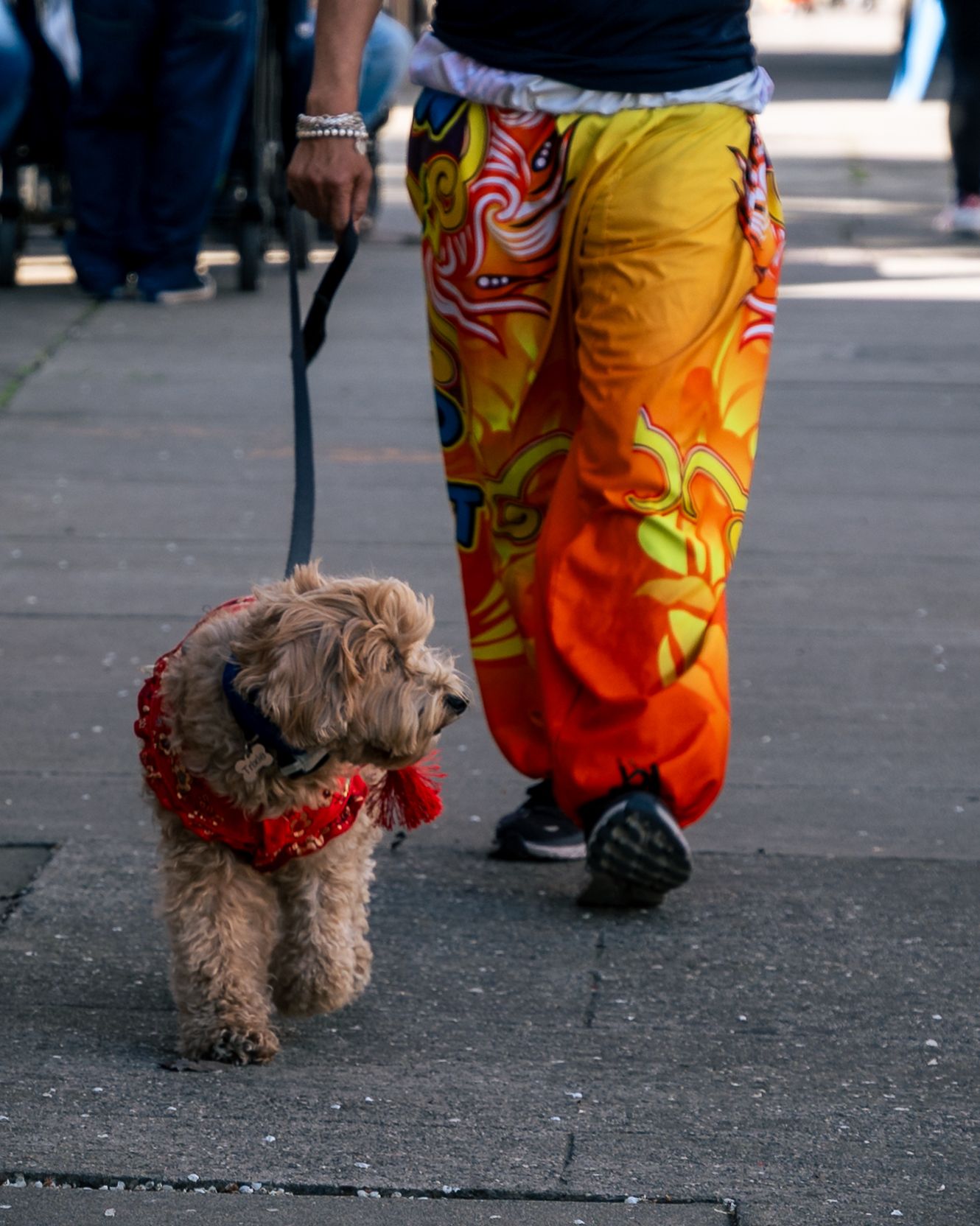 Dog on a leash during the Bok Kai parade in Marysville, CA