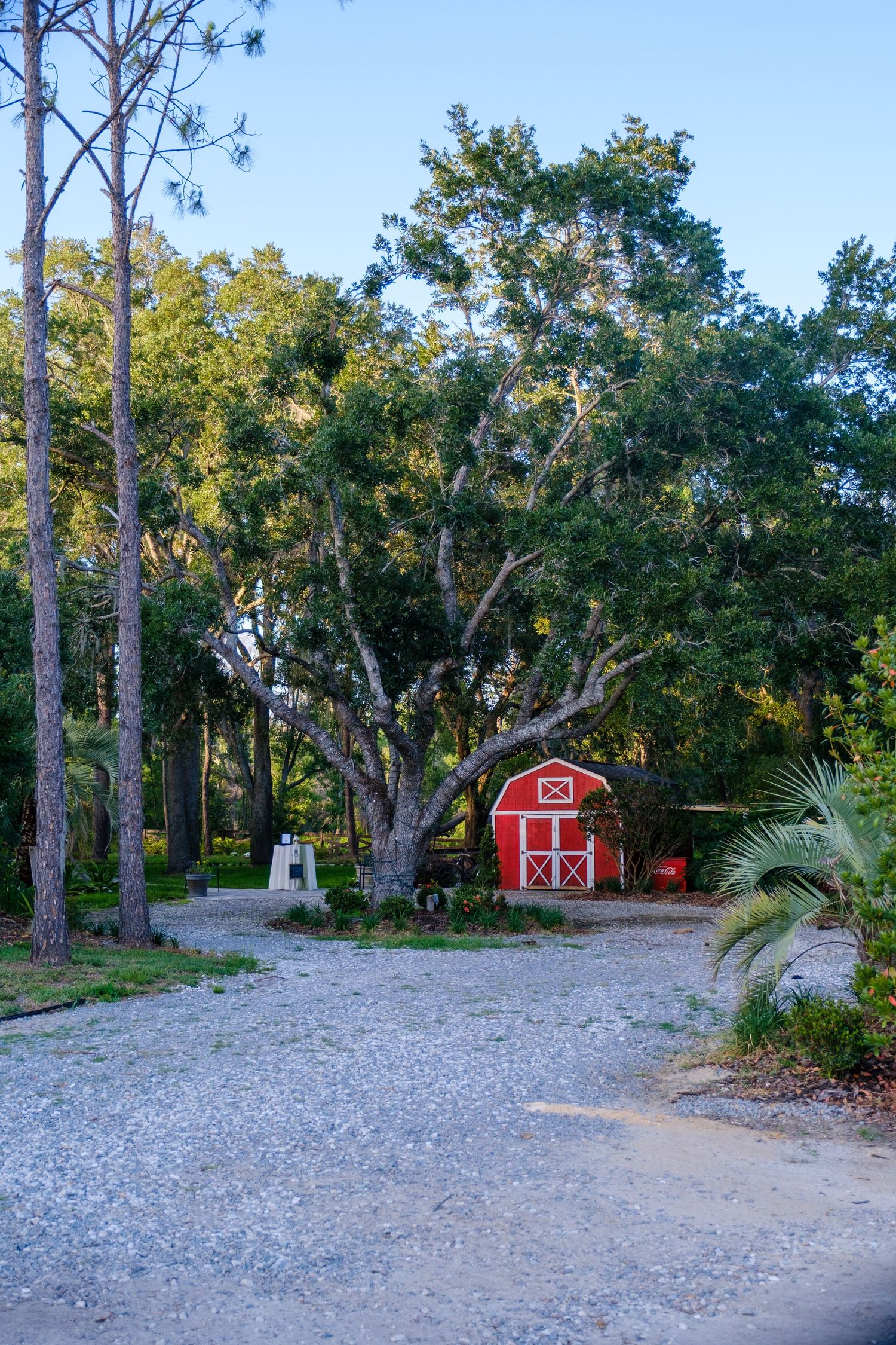 A small red barn structure sits beneath large oak trees on a gravel path surrounded by tropical foliage.