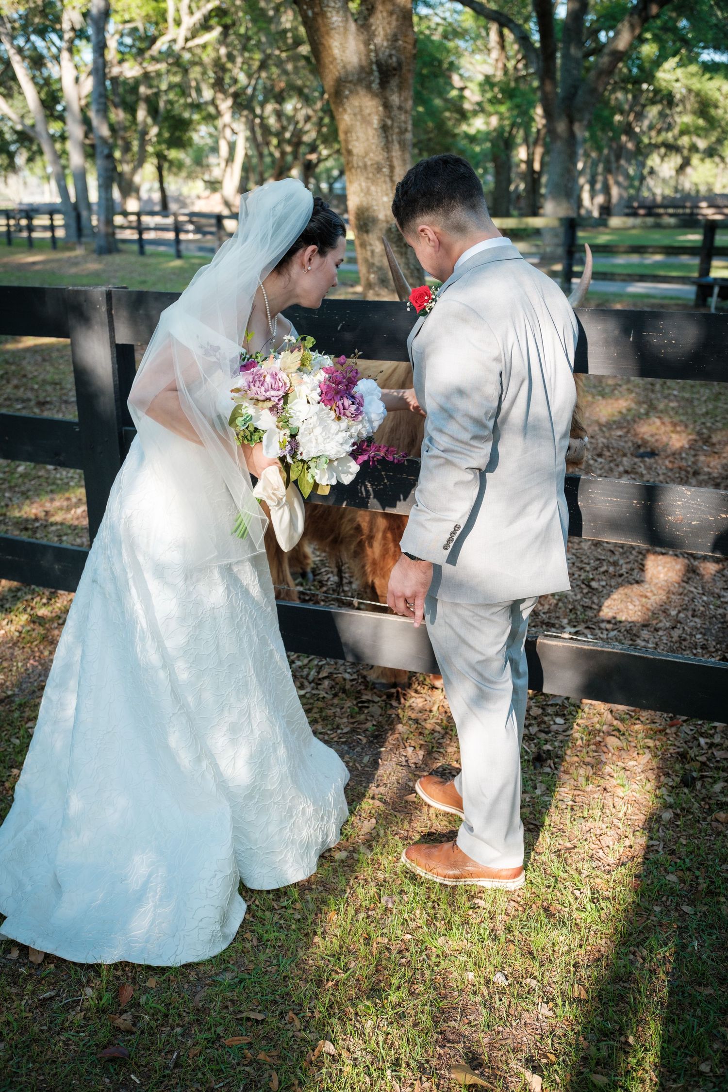 Bride in white gown and groom in gray suit feeding a horse at a farm fence on their wedding day.