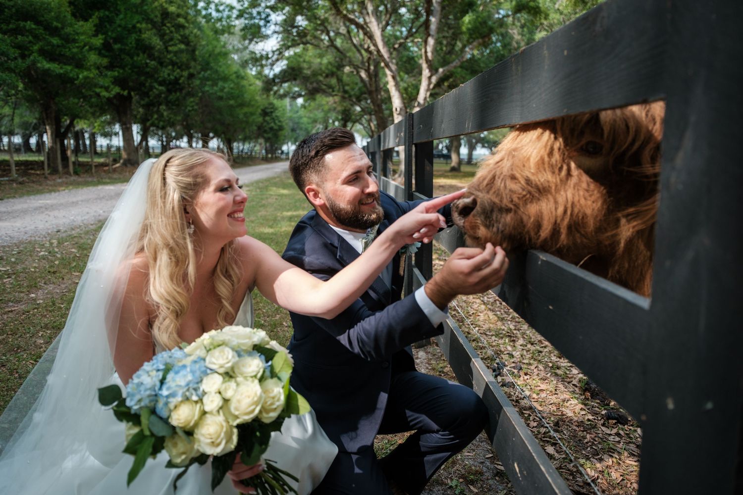 Newlyweds in wedding attire feeding a cow through a fence, bride holding blue and white bouquet.