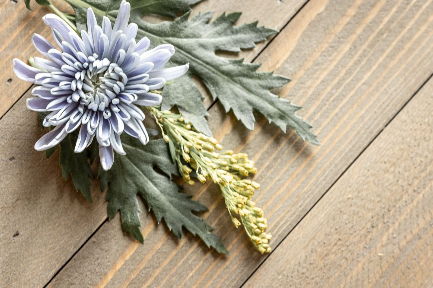 A delicate blue chrysanthemum flower with soft gray-green leaves rests on a rustic wooden surface.