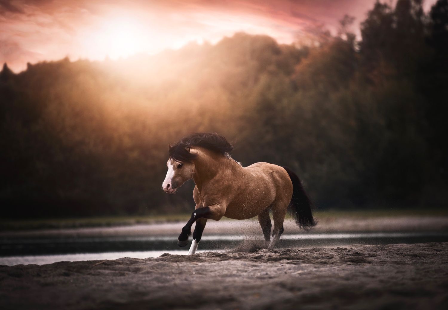 Majestic brown horse galloping through misty water at sunset with dramatic lighting and forest backdrop.