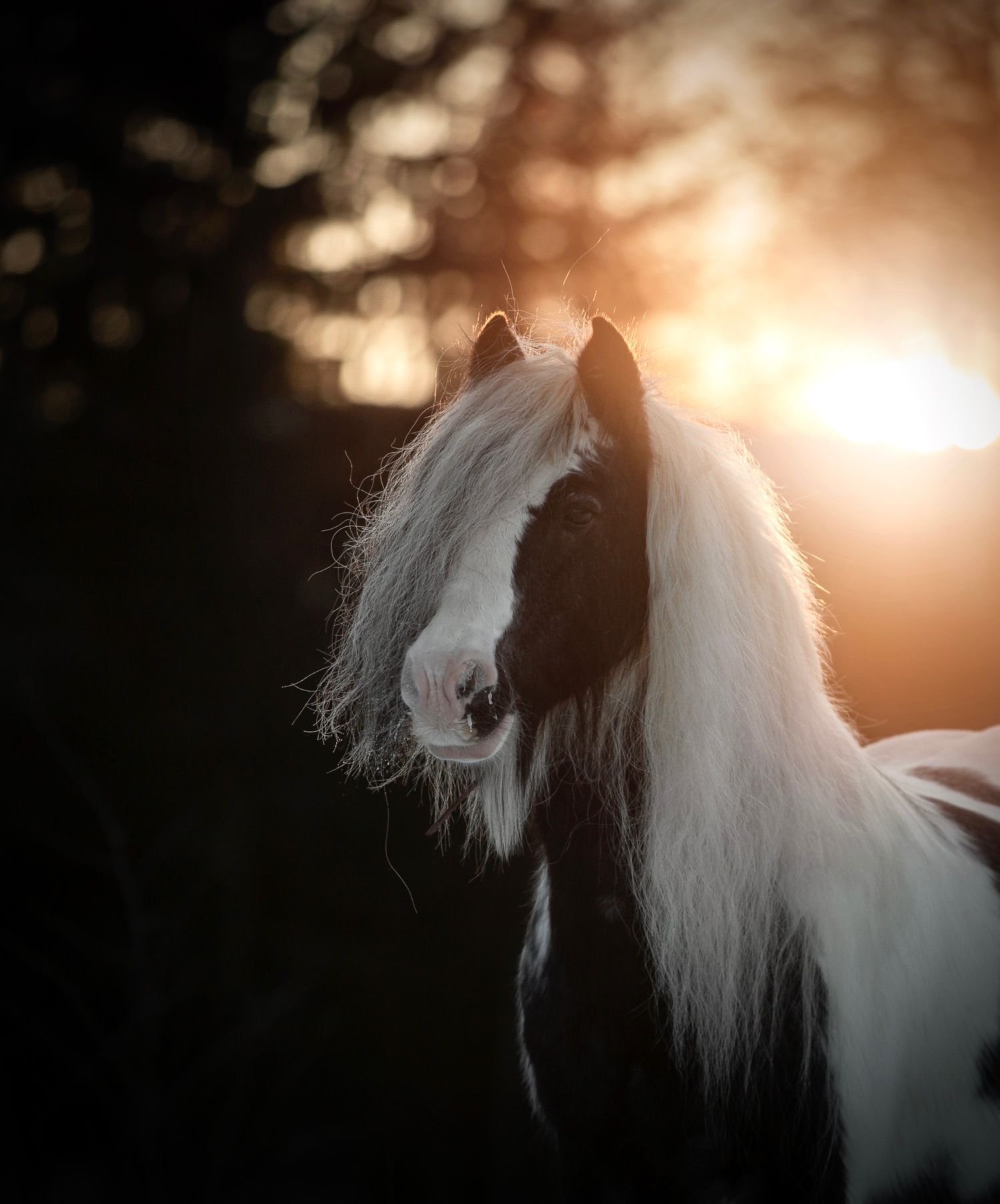 A majestic white horse with a flowing mane stands in dramatic sunlight creating a dreamlike silhouette against a dark background.