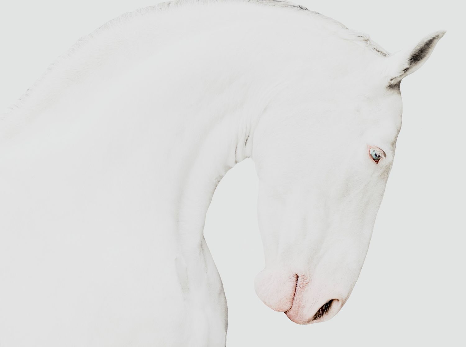 Minimalistisk elegant fine art porträtt på cremello perlino PRE (pura raza española) mot vit bakgrund. fångar spanska hästrasens skönhet