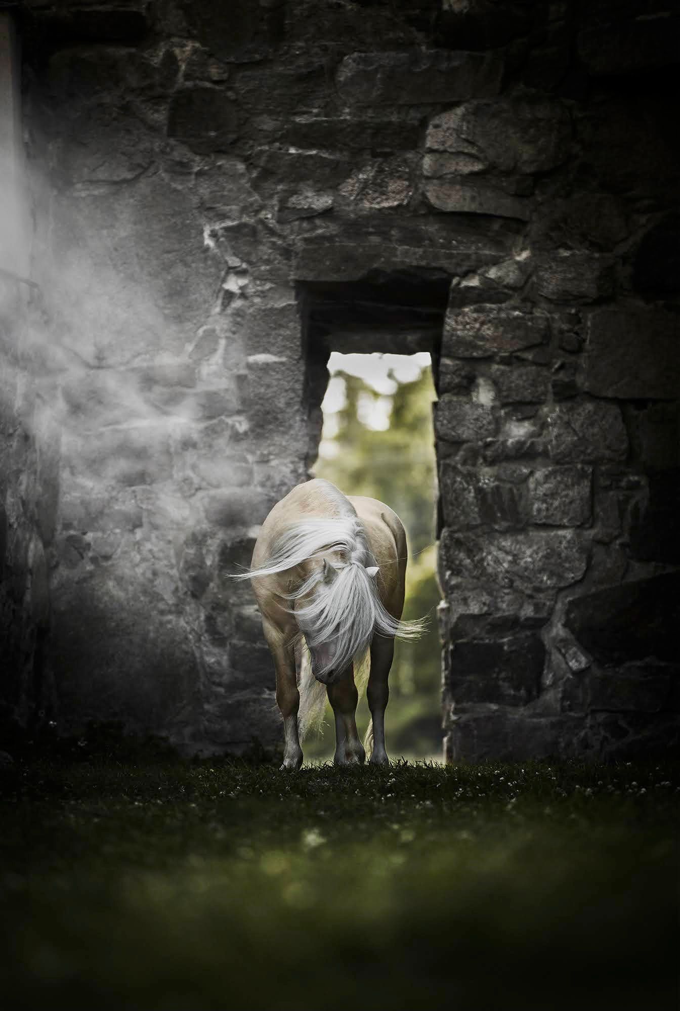 White horse standing in a stone doorway with misty atmosphere and dramatic lighting effect.