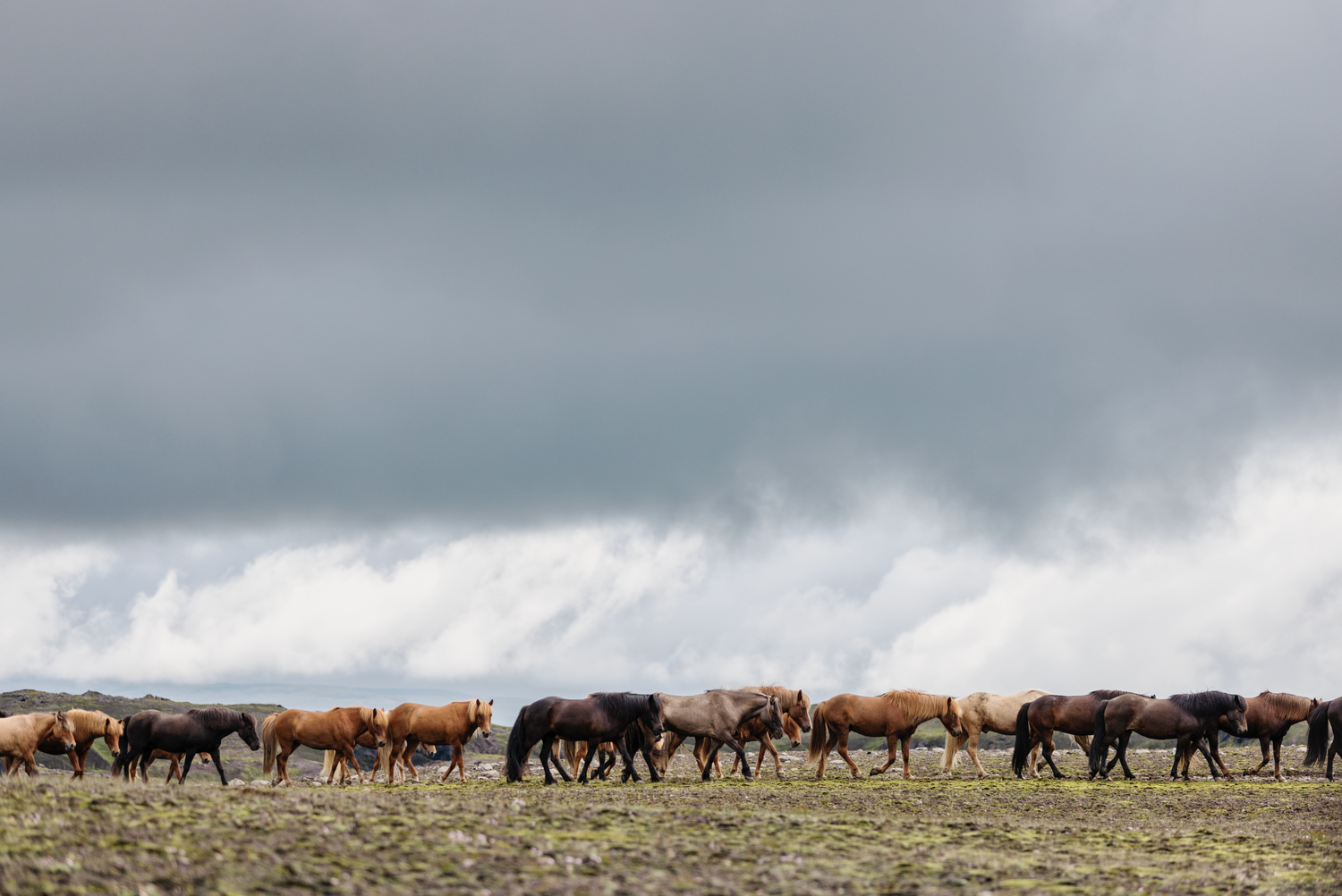 islandshästar går på led i flock highlands på island, dramatisk himmel, heklu hestar