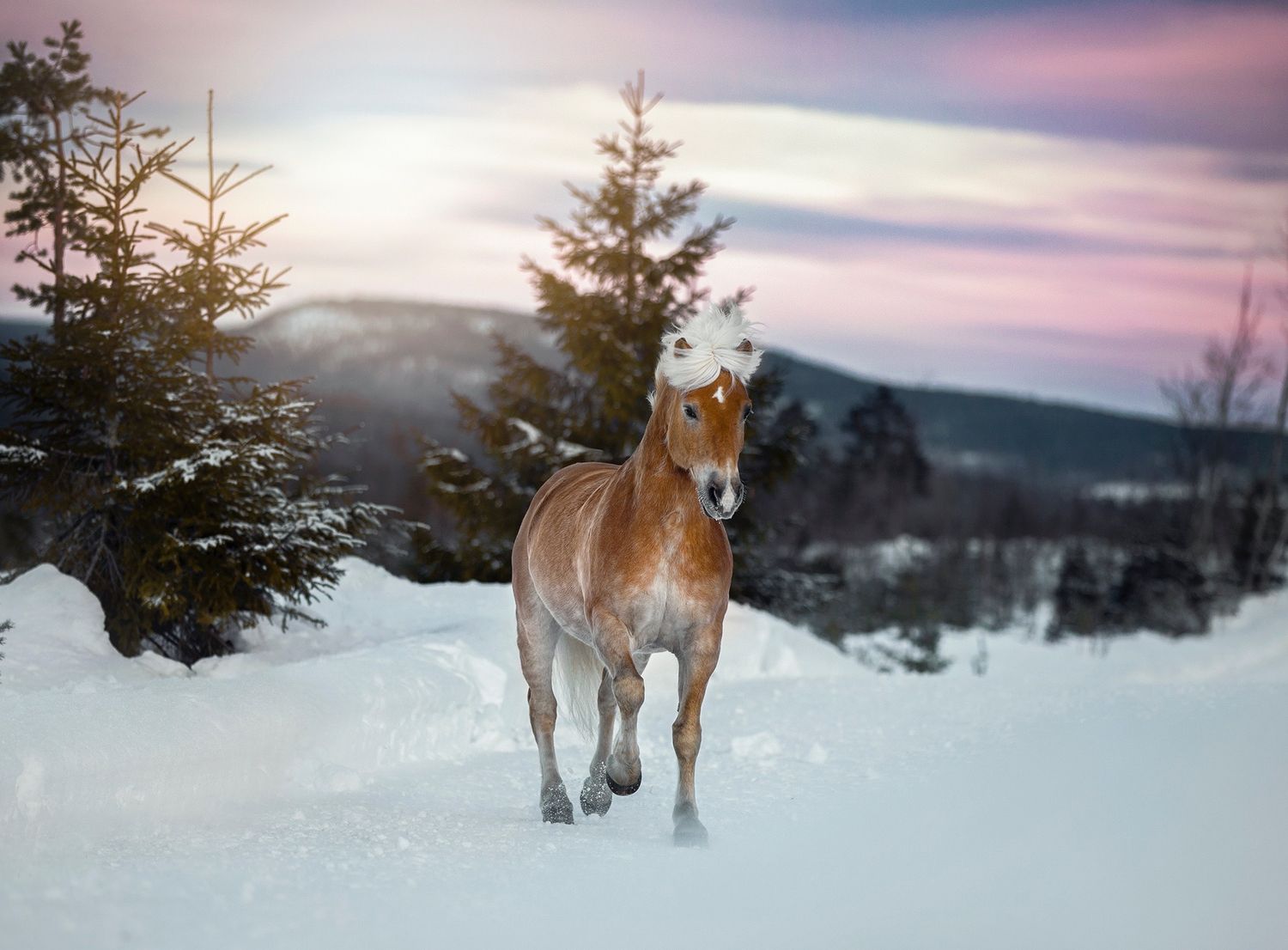 A light brown horse stands in deep snow at dusk with evergreen trees and mountains in the background.