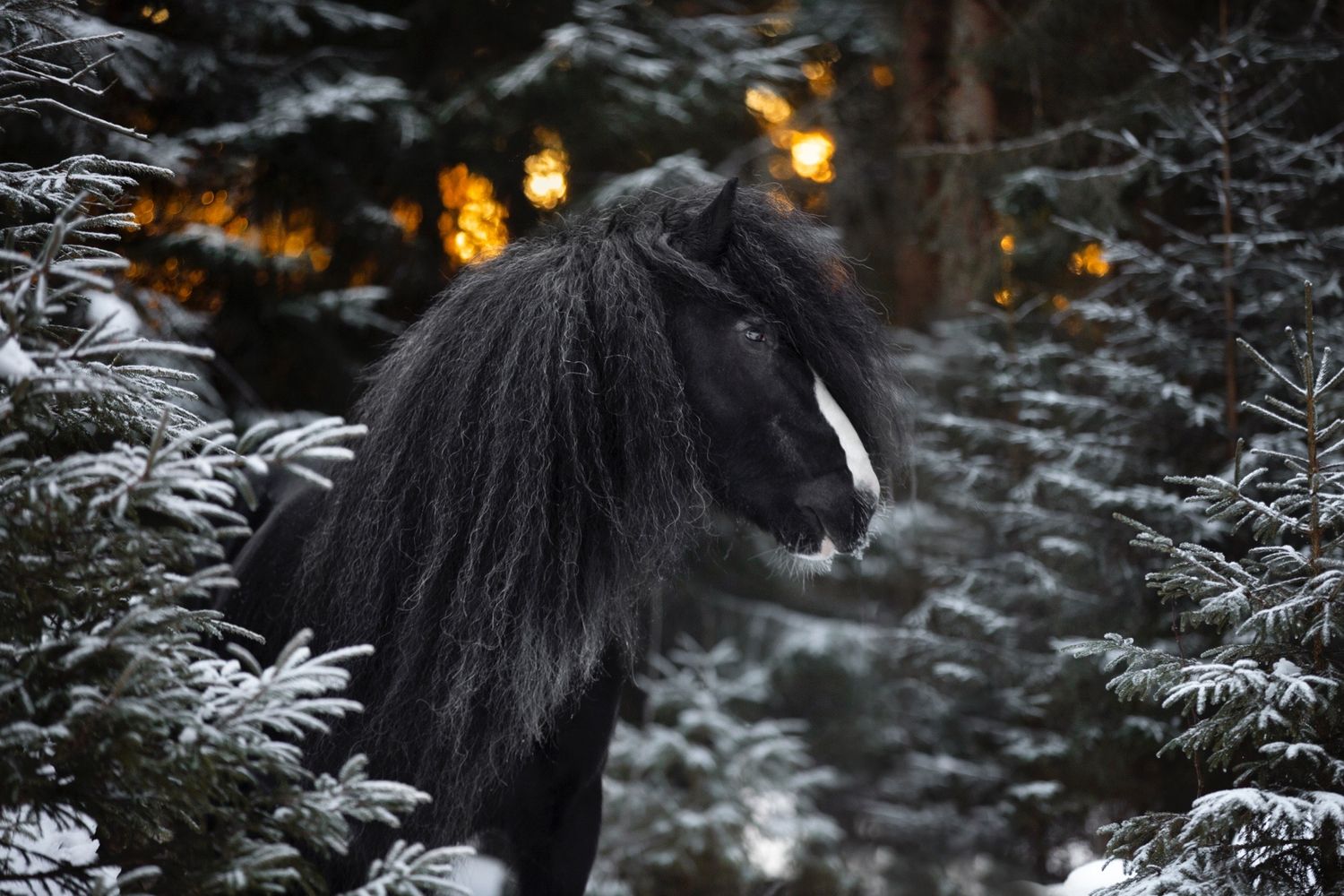 A black horse with flowing mane stands in a snowy evergreen forest with glowing orange lights in the background.