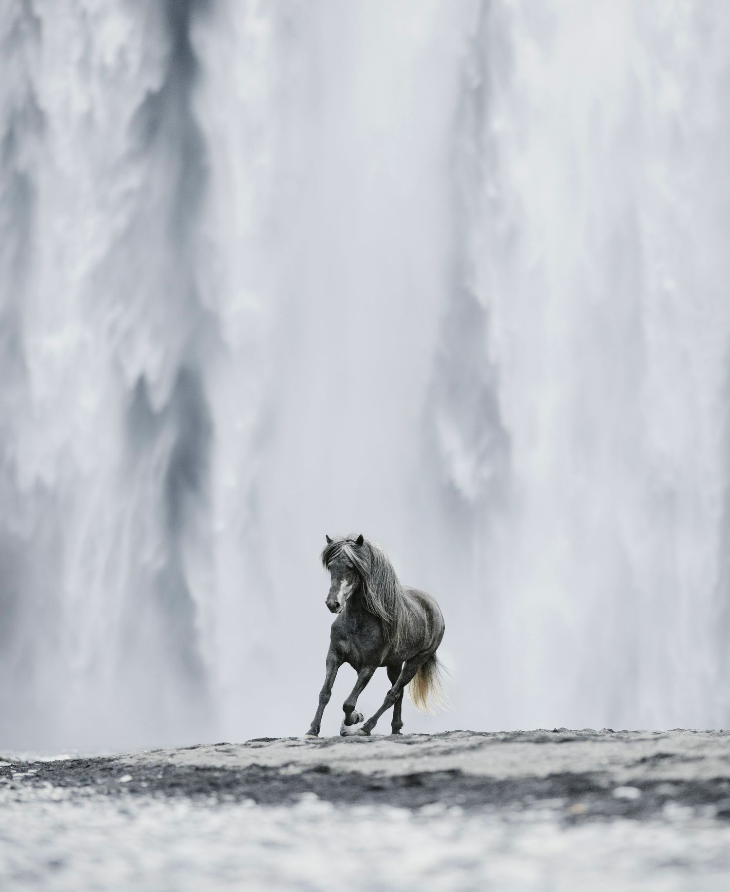 Malva Hellman
Skogafoss
Häst galopperar framför ett vattenfall
islandshäst