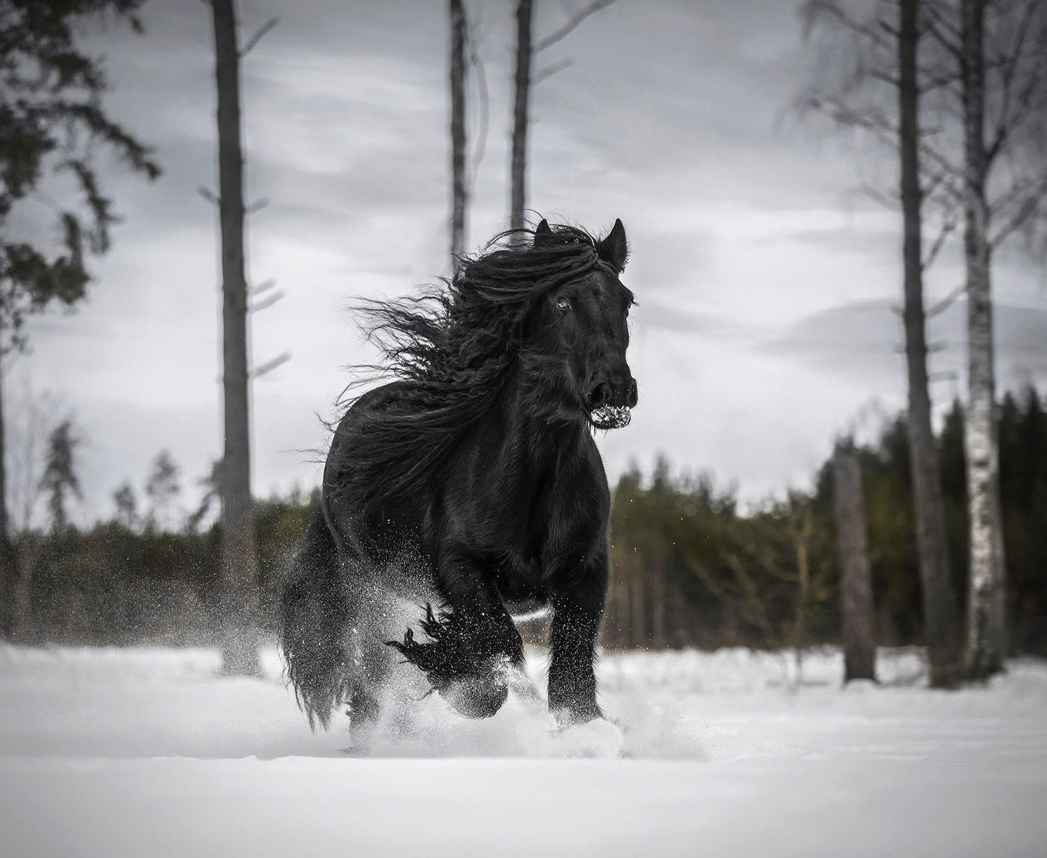 Majestic black horse galloping through deep snow in a winter forest landscape with its mane flowing in the wind.