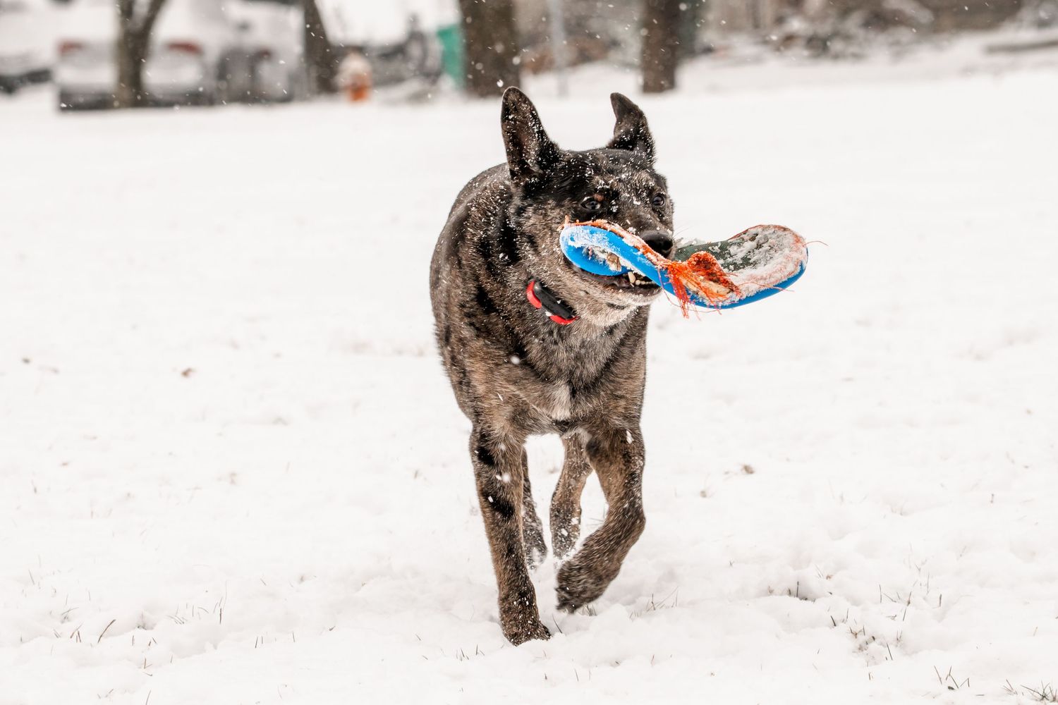 Brown dog playing with blue frisbee in winter snow.