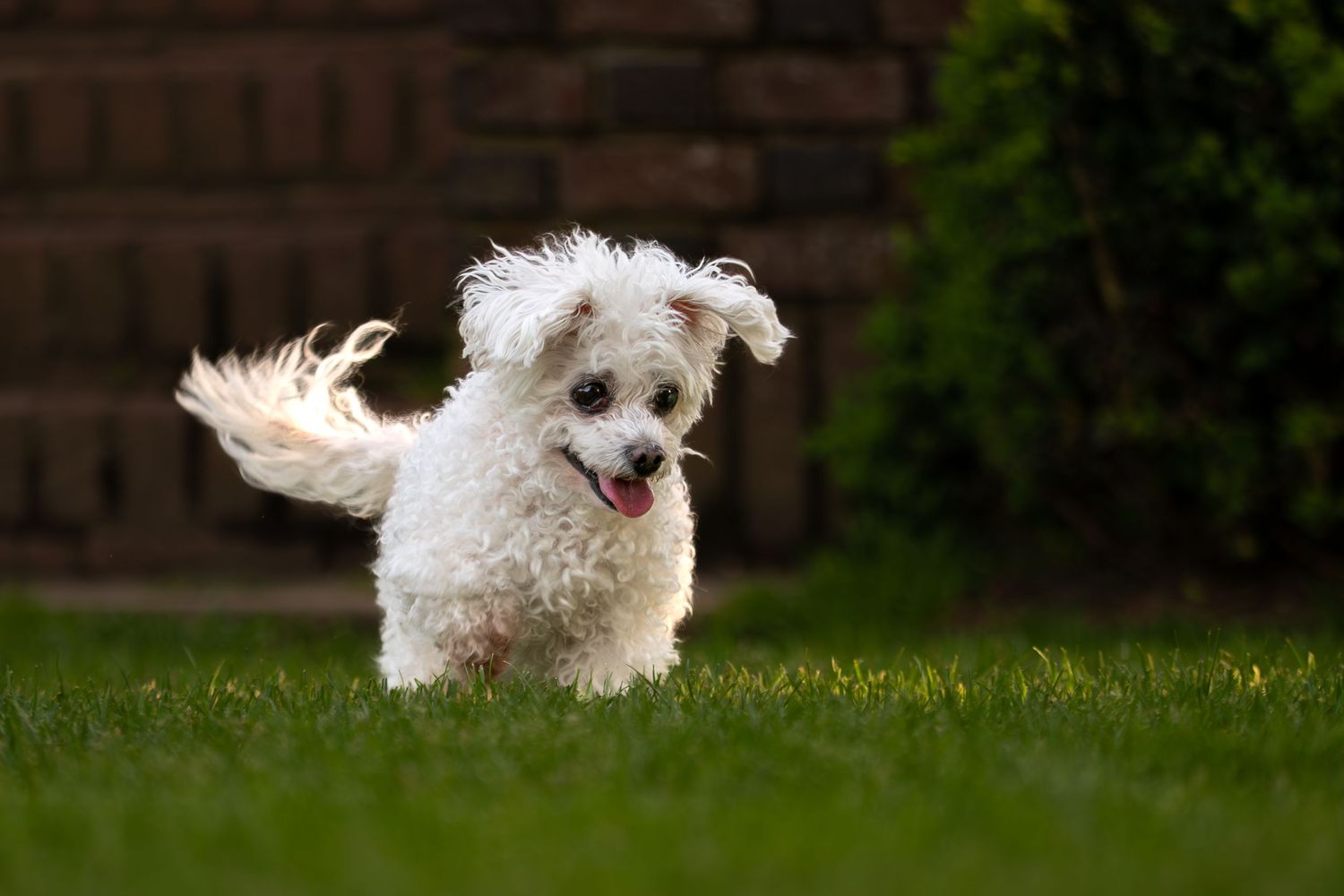 Small white dog running and leaping joyfully across a green lawn on a sunny day.