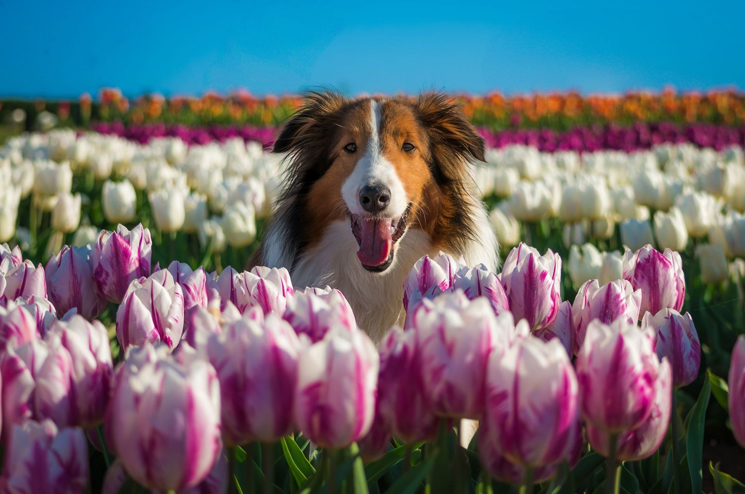 Dog peeking through colorful tulip flowers against blue sky background.