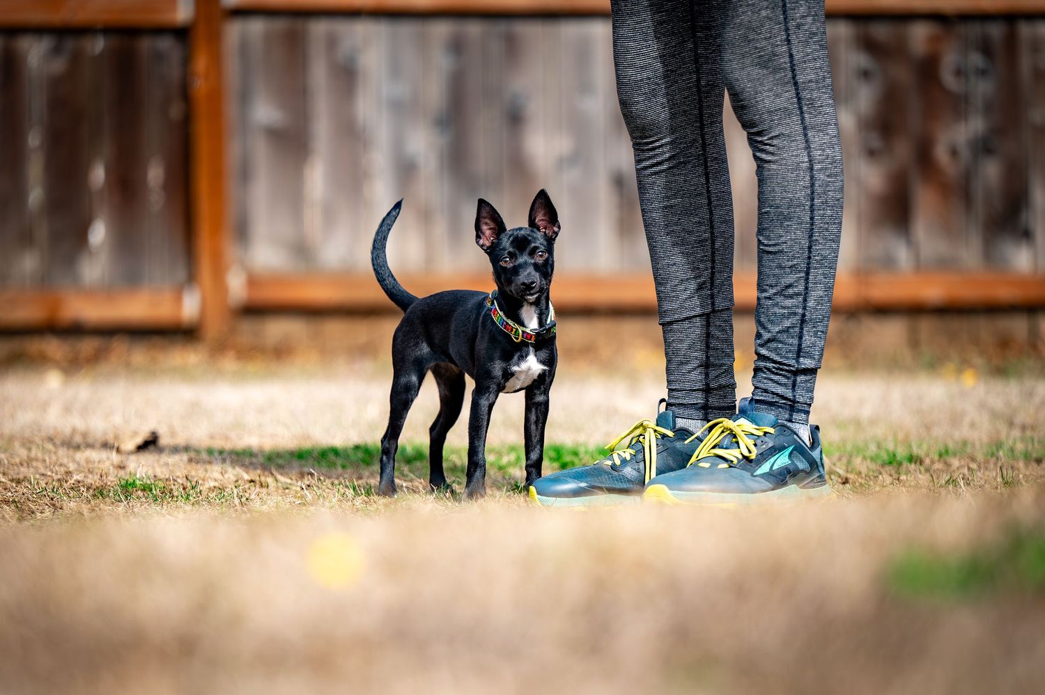 A black dog stands attentively next to a person wearing blue jeans in an outdoor setting.