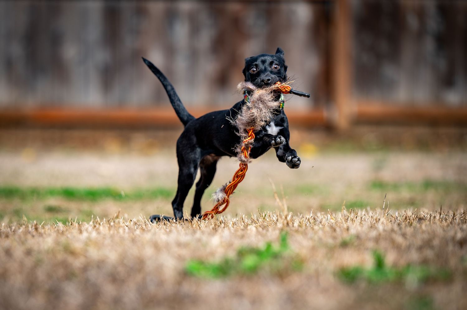 Black and tan dog leaping through the air to catch a flying orange toy in an outdoor field.
