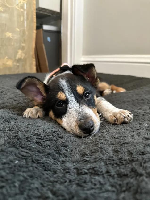 A tricolor heeler mix puppy lies on a dark dog bed with a sweet expression and perked up ears.