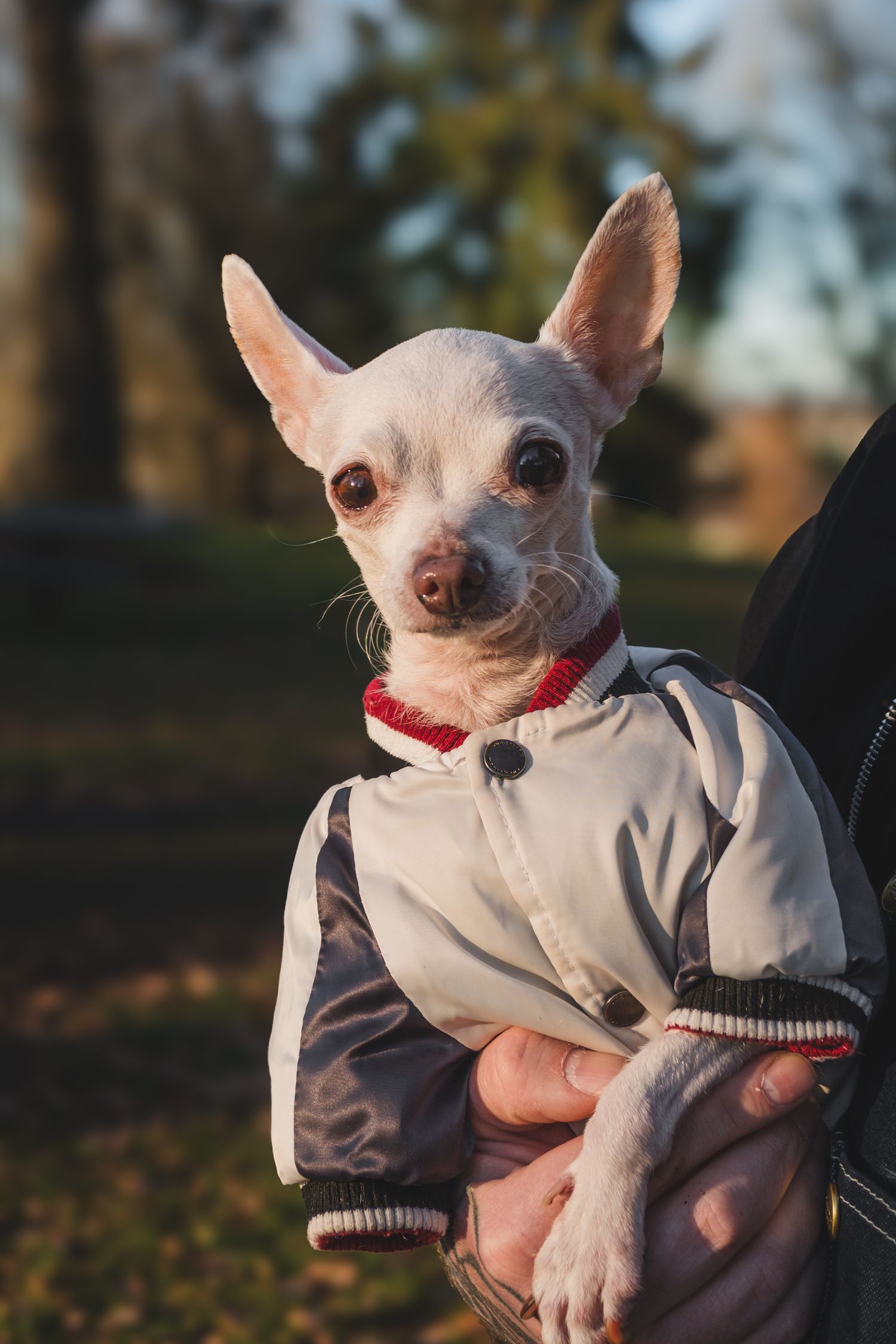 An older chihuahua wearing a gray sweater is held outdoors during golden hour lighting.
