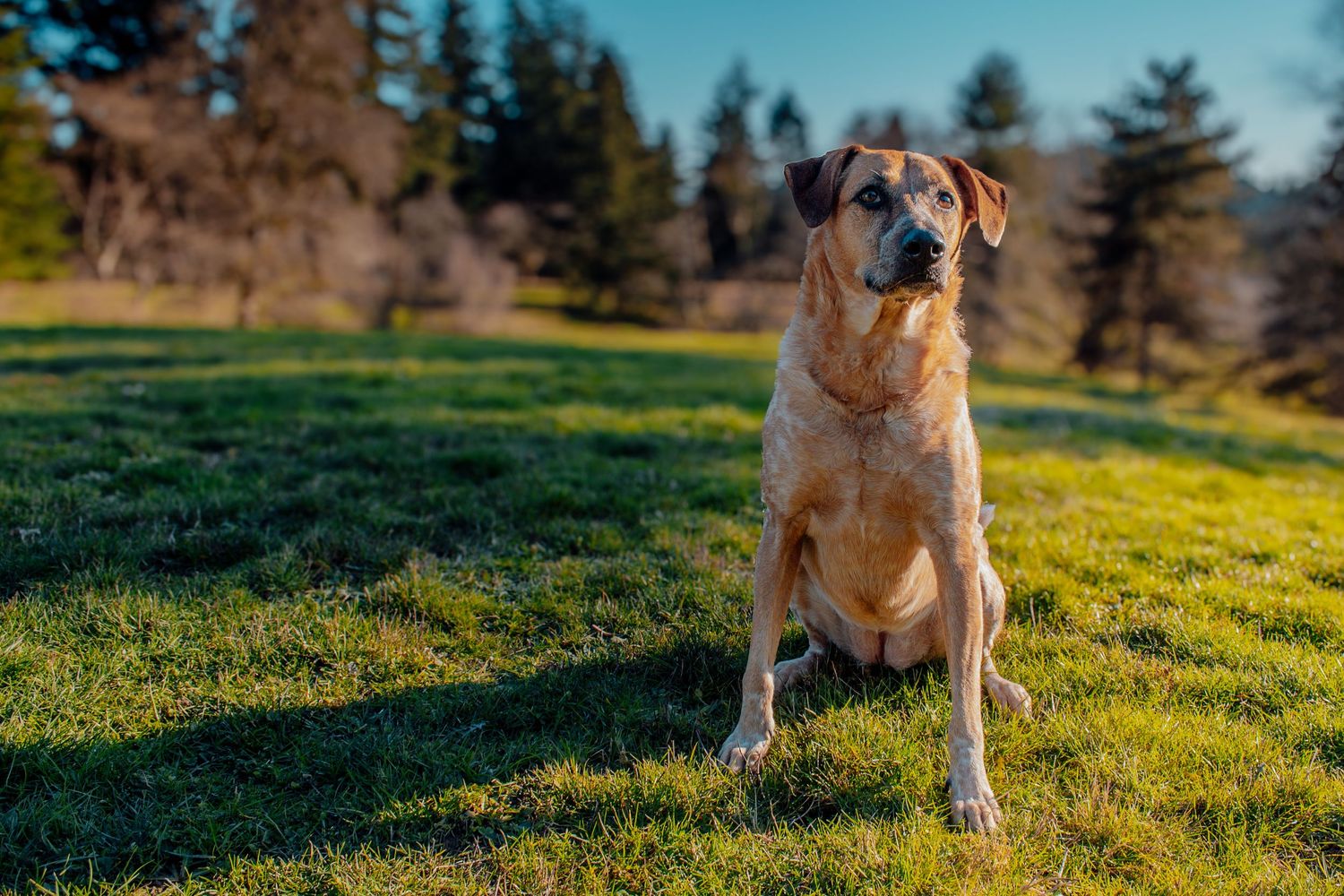 A dog running and playing in a sunny meadow with evergreen trees in the background.