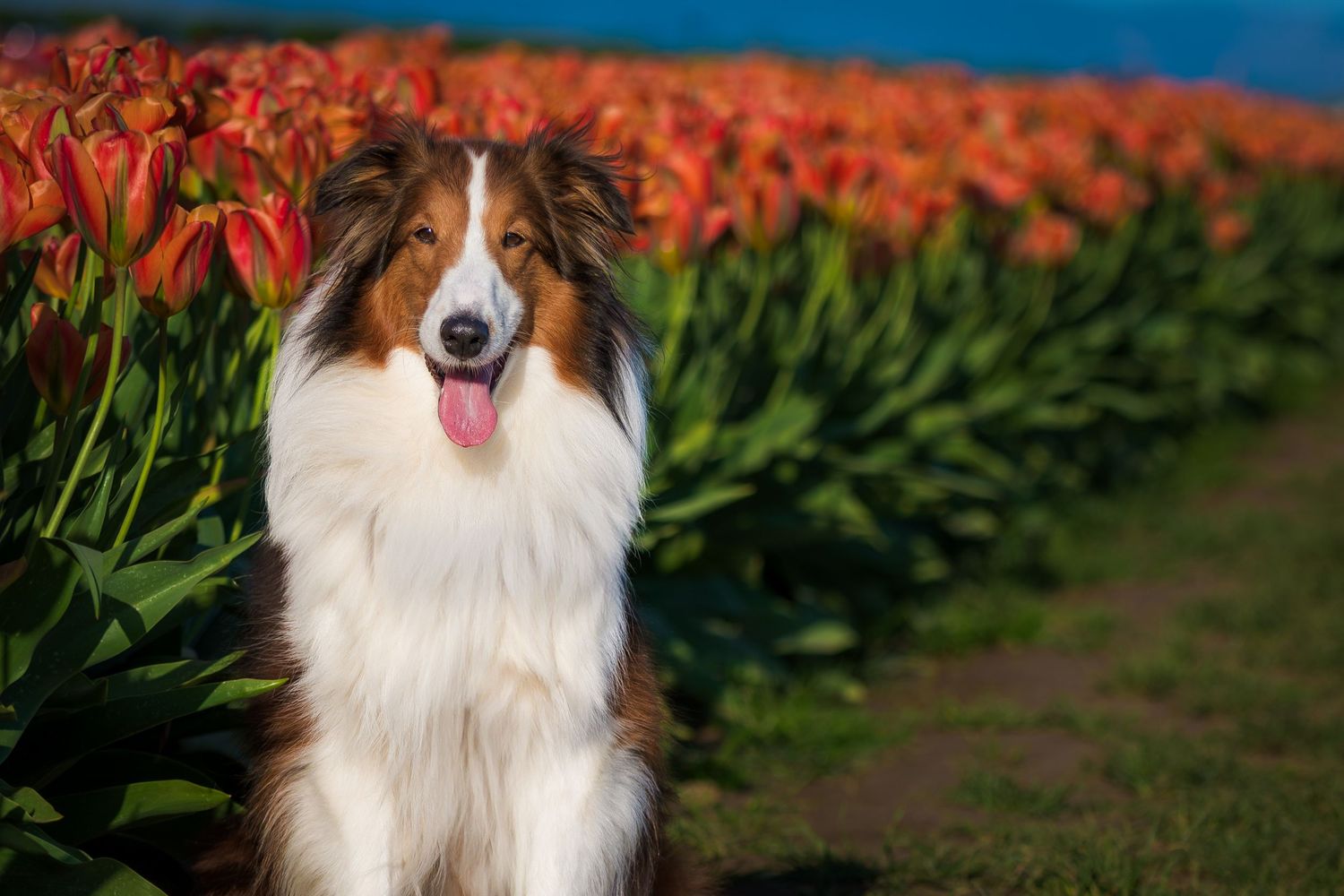 A brown and white papillon dog poses in a garden with vibrant red tulips in the background.