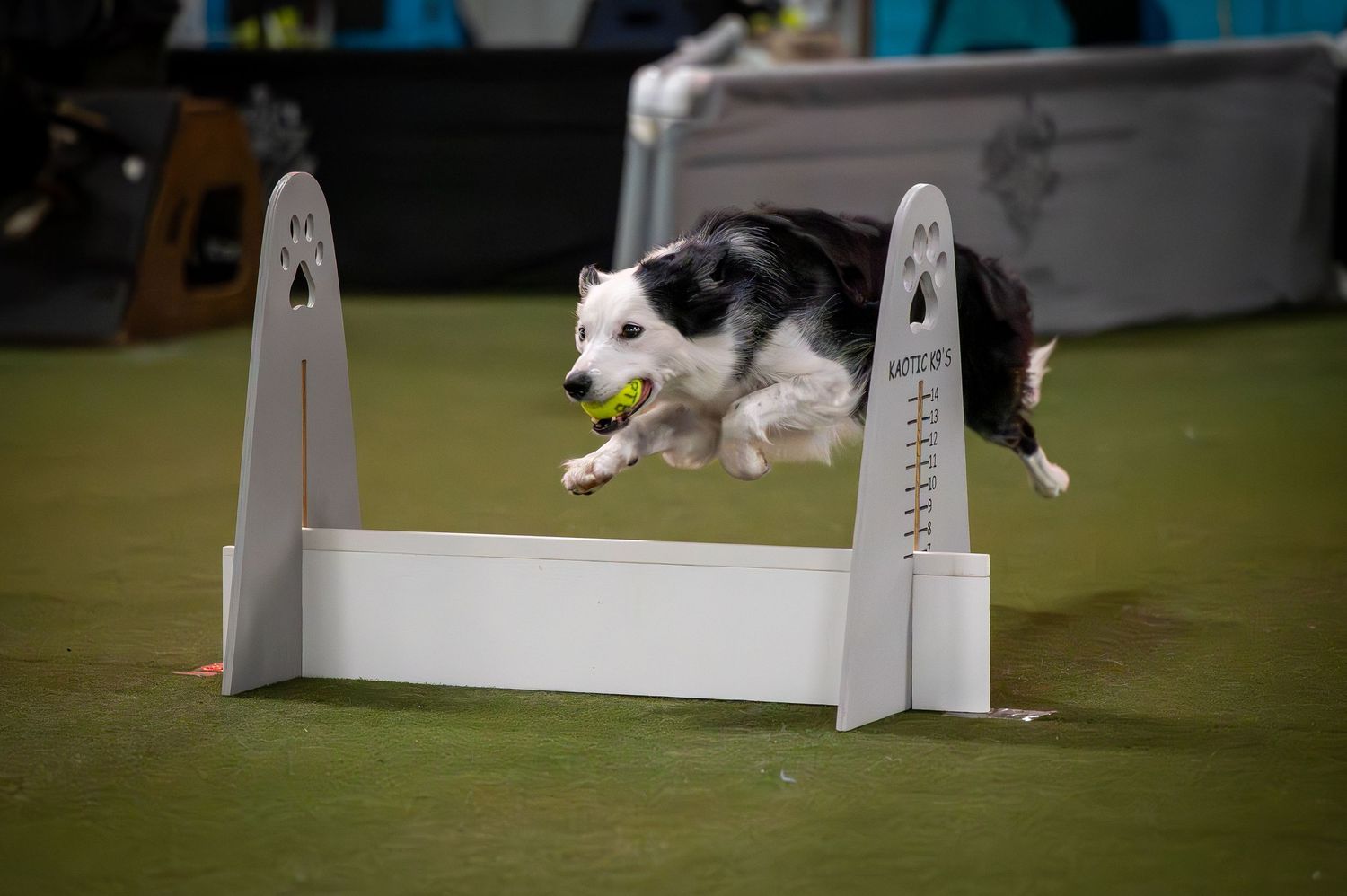 A black and white border collie dog gracefully leaps over a white agility jump obstacle during competition training.