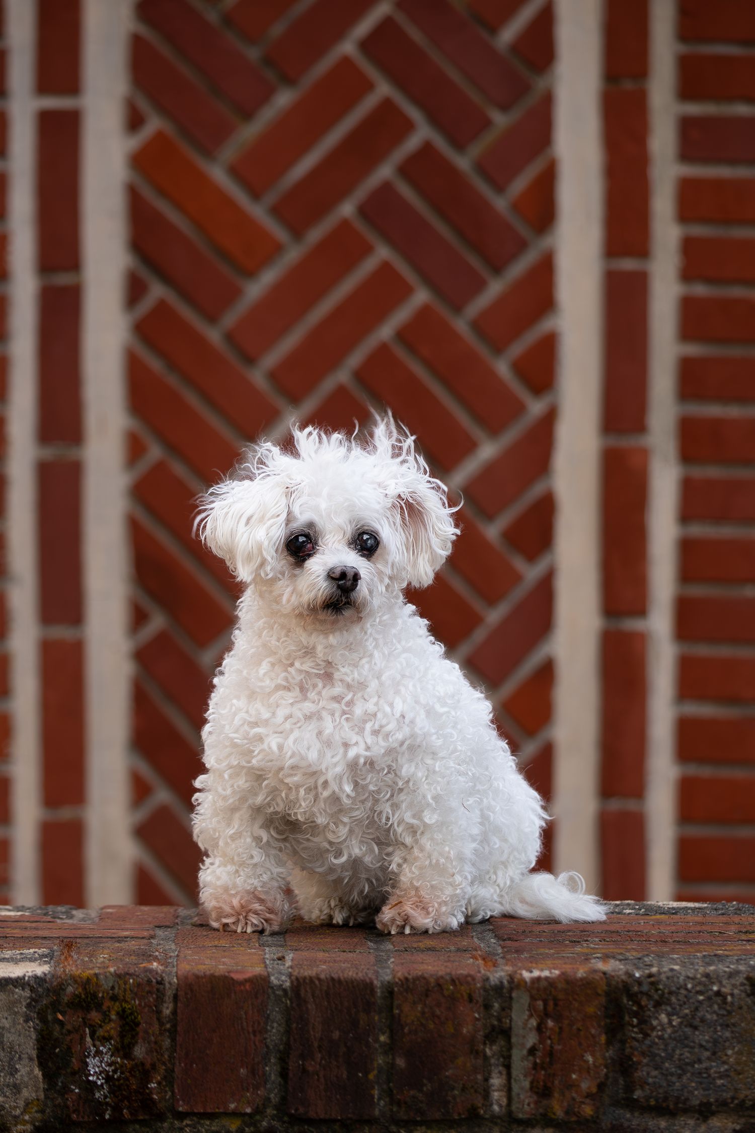 A small white coton de tulear dog peeks poses in front of a brick wall in a series of four progressive poses.