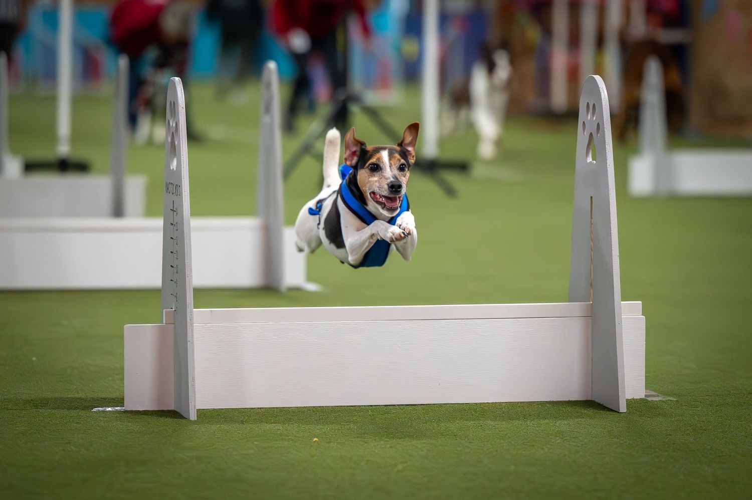A dog skillfully navigates over white jumps during a competitive dog flyball event.