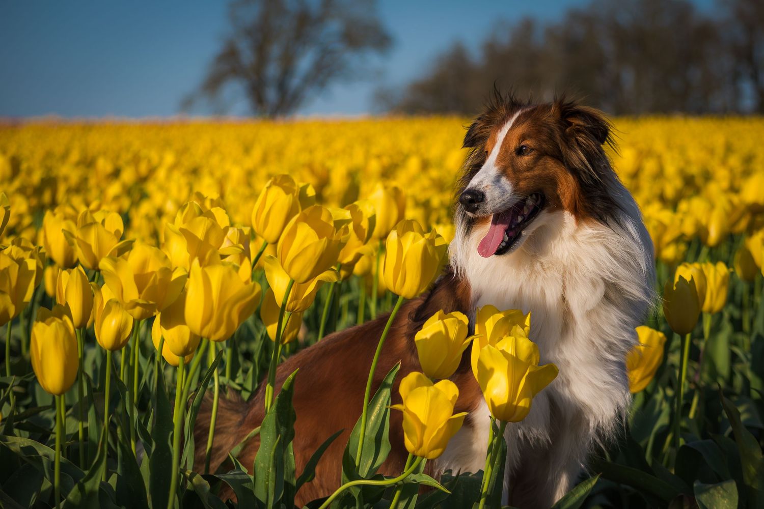 A Shetland Sheepdog stands proudly among vibrant yellow tulips in a sunny field with trees in the background.