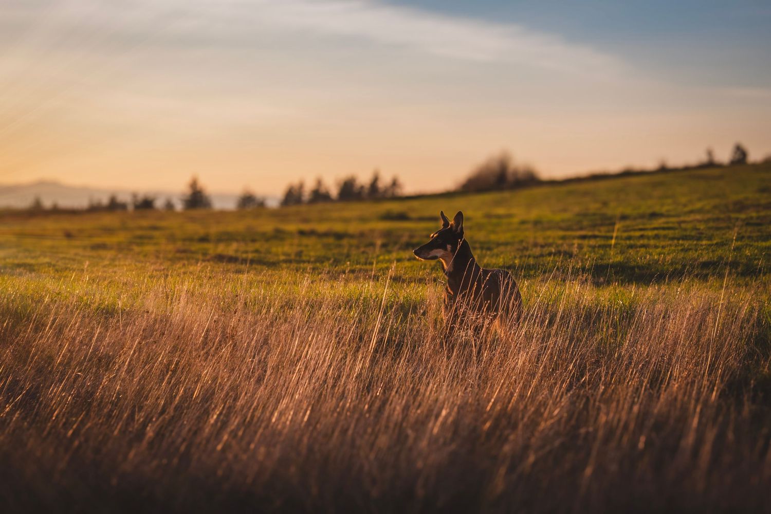 Panoramic view of golden wheat fields and tall grass swaying in the wind during sunset, with an Alaskan husky staring off into the sunset.