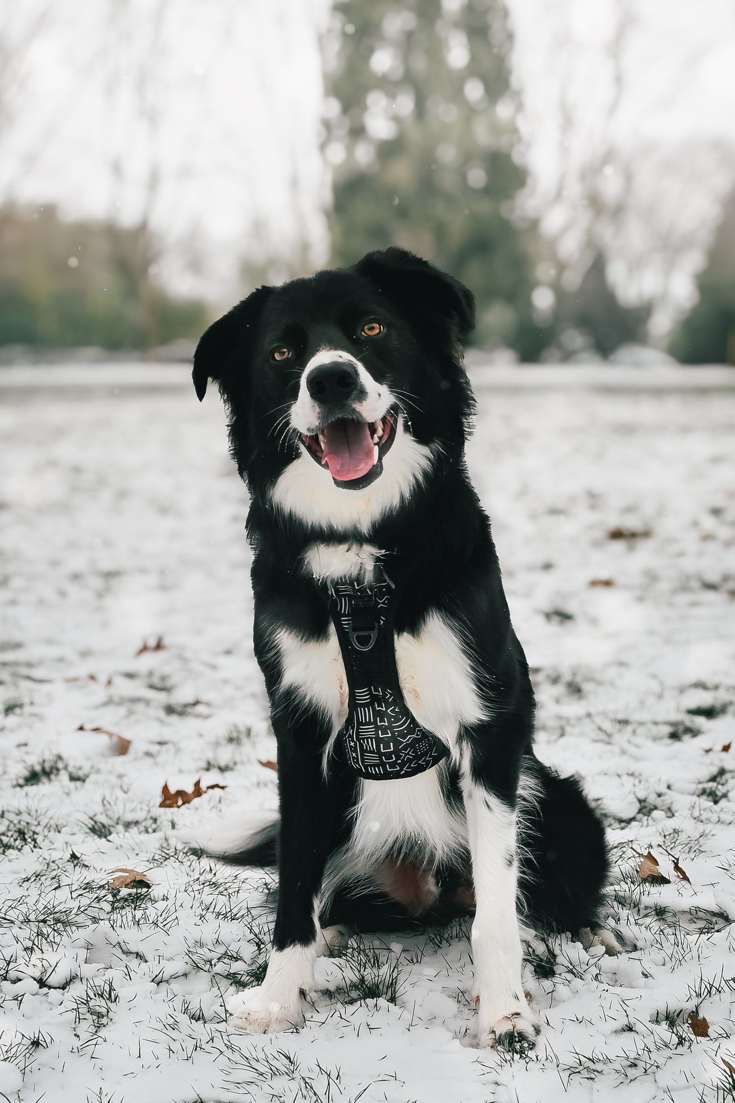 A black and white border collie sits playfully in the snow, showing off its distinctive markings and happy expression.