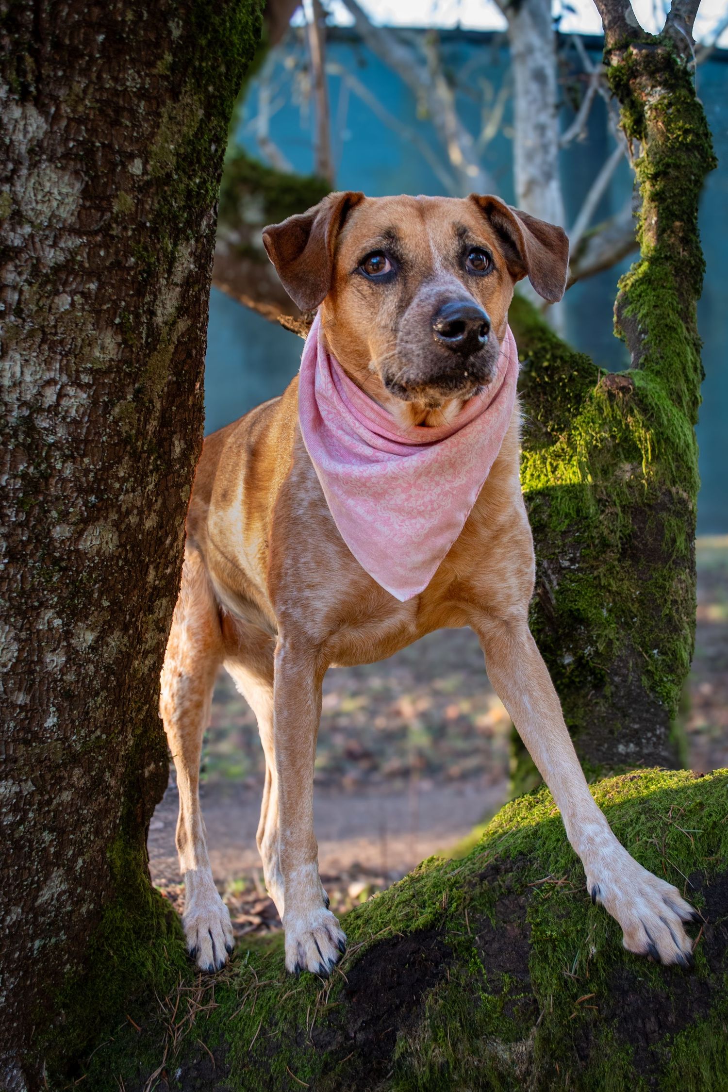 A brown dog wearing a pink bandana sits playfully between mossy trees in natural outdoor lighting.