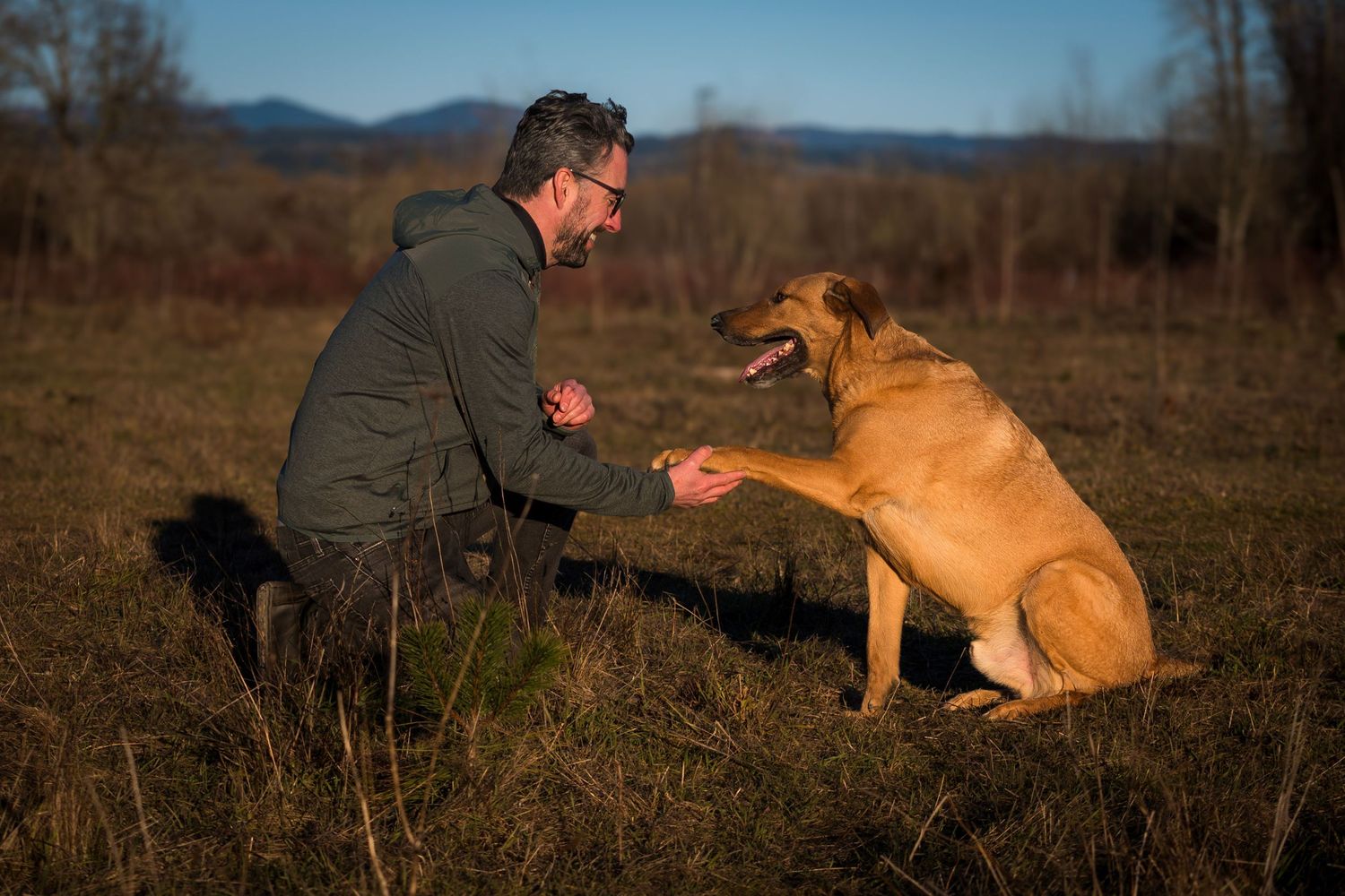 A person plays and trains with their large brown dog in an open field during sunset.