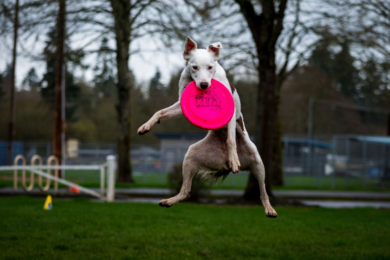 Athletic border collie leaping in mid-air to catch a bright pink frisbee disc in a park setting.