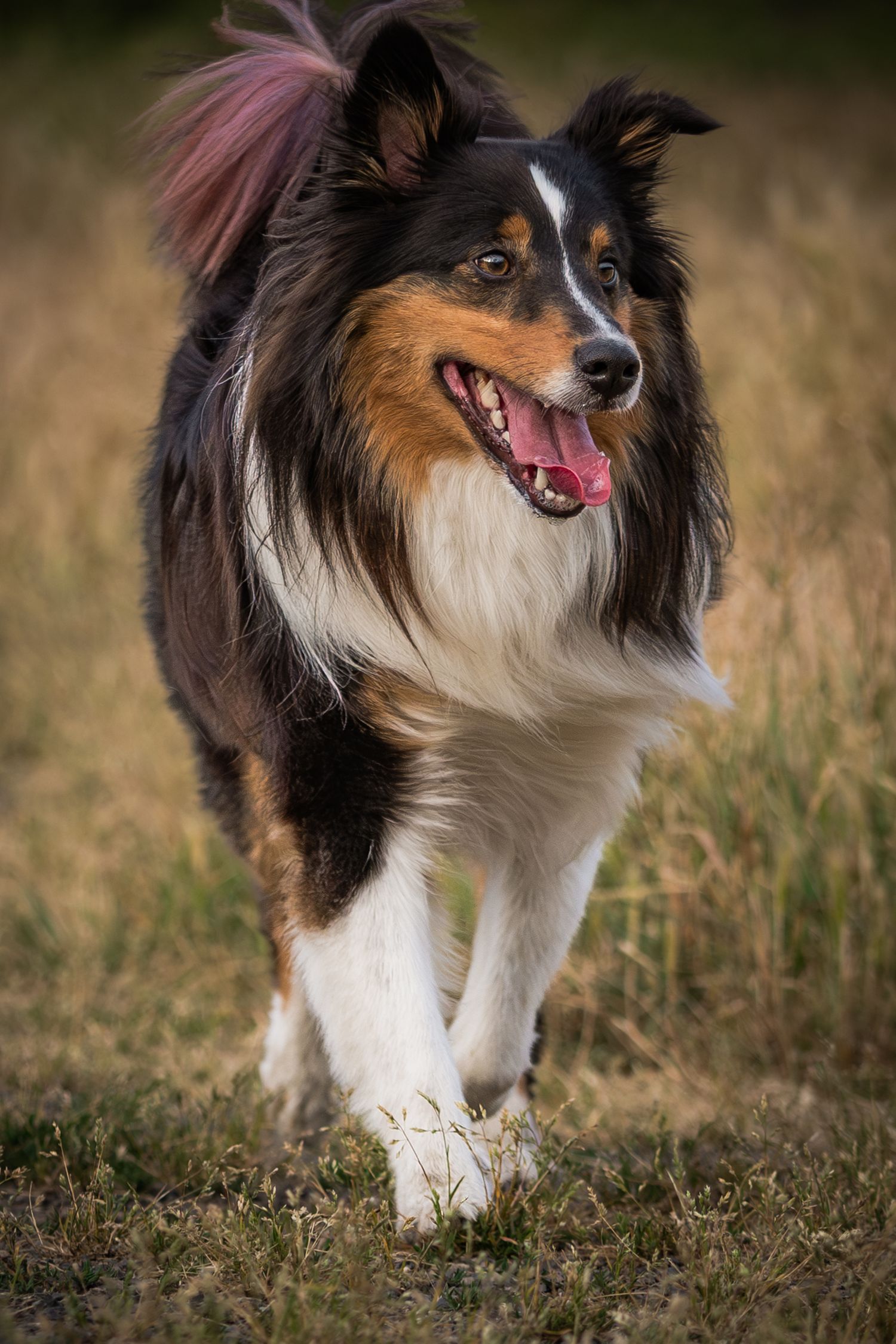 A Shetland Sheepdog with black and white fur walks through tall grass in a series of action shots.