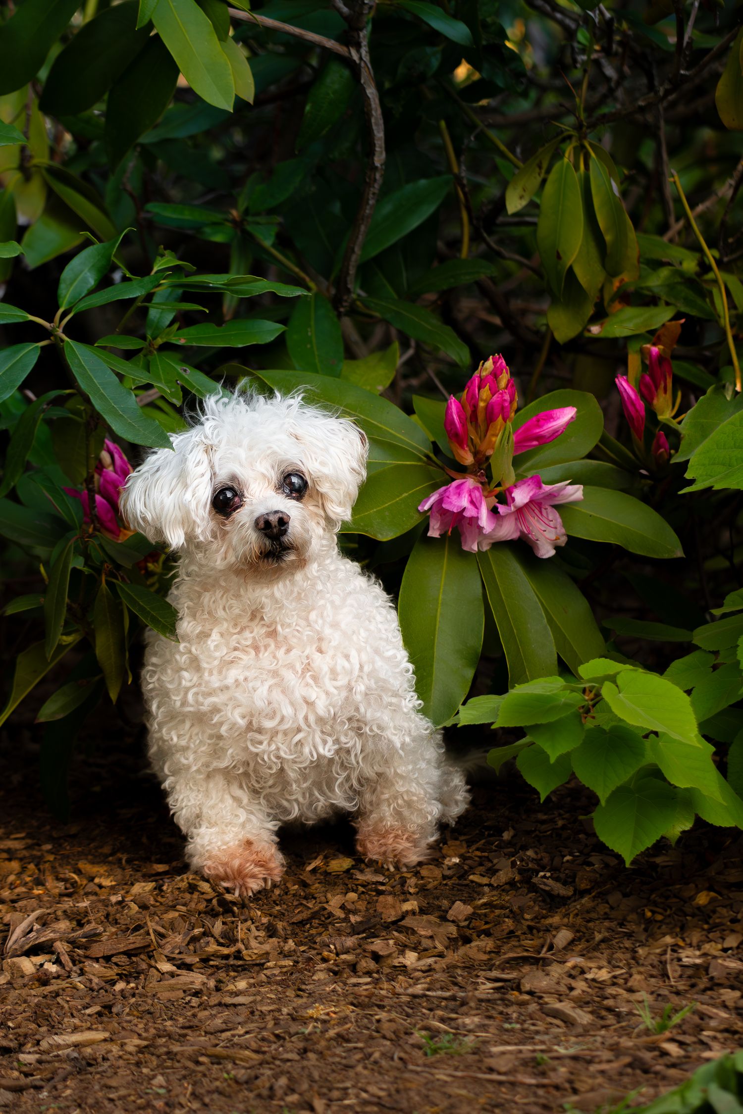 White fluffy dog posing near pink flowers and green foliage.
