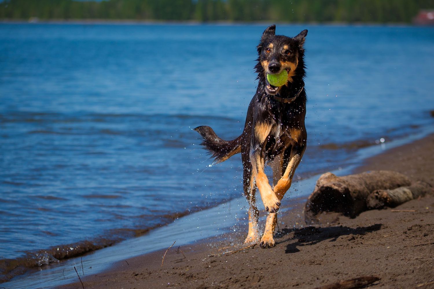 A wet black and tan dog runs along a sandy beach carrying a tennis ball in its mouth.