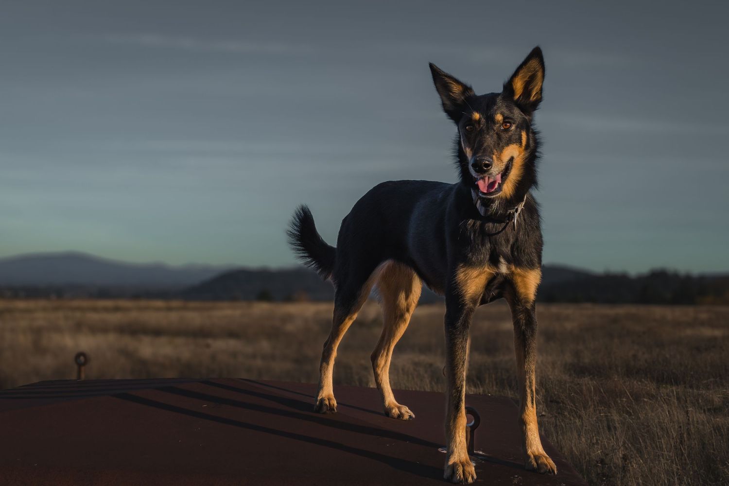 A black and tan dog stands alert on a road at dusk with mountains in the background.