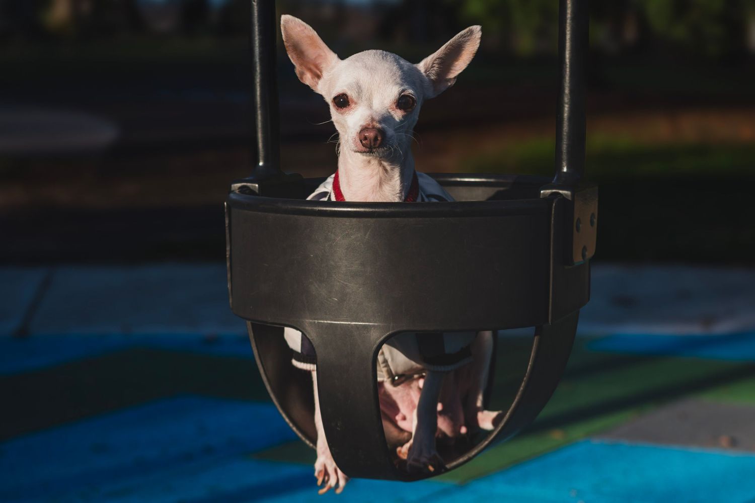 A senior chihuahua peeks through a dark circular opening, showcasing its distinctive short hair features and alert expression.