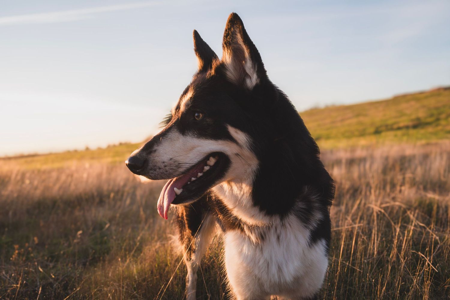 A black and white husky dog stands in a golden field at sunset with sunlight illuminating its fur.