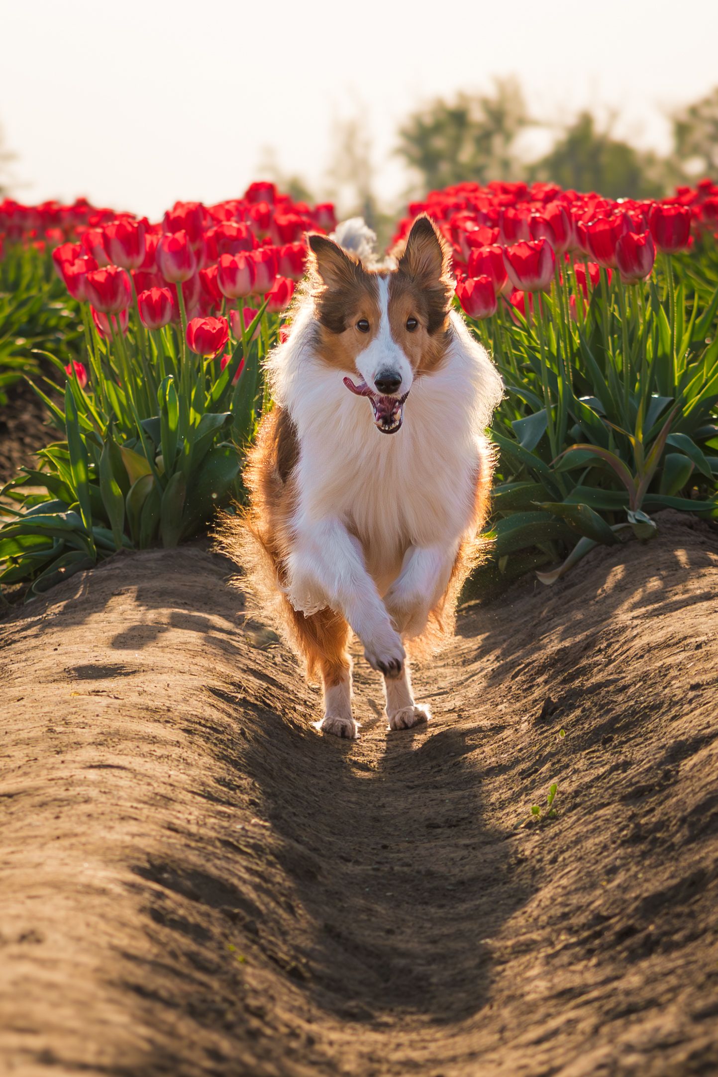 Brown and white dog running through a field of red tulips at sunset.