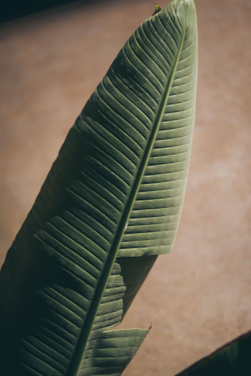Banana Leaf detail photo at Palais Namaskar Marrakesh