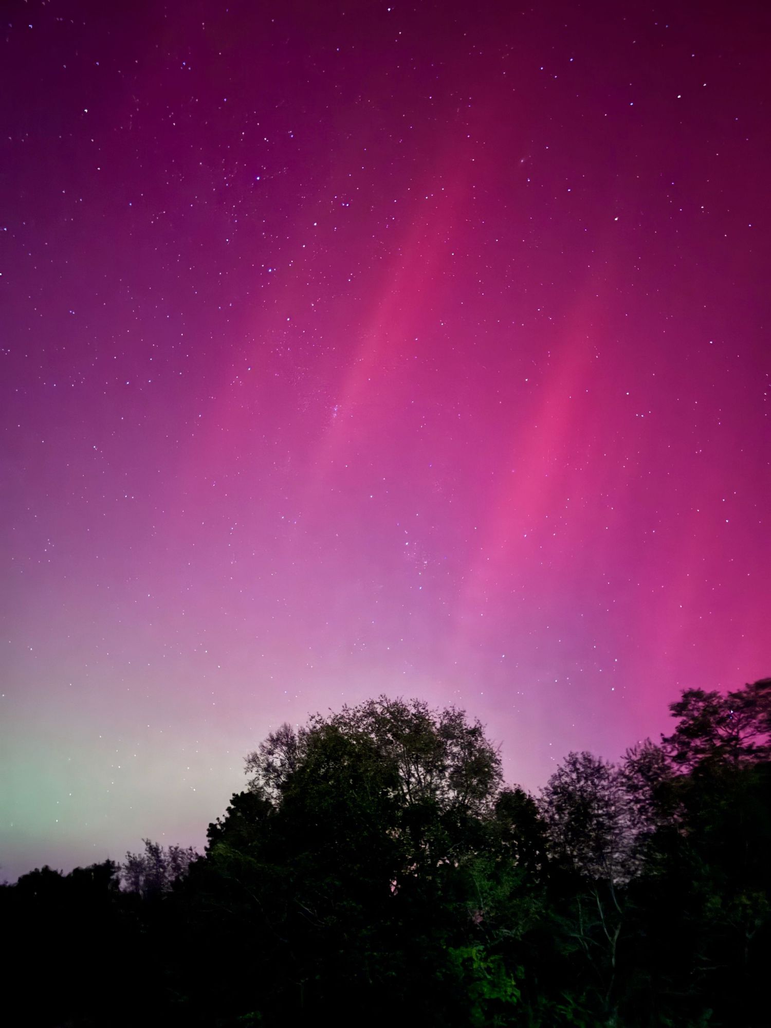 Dramatic pink and green aurora borealis rays dance across starlit sky above dark forest.