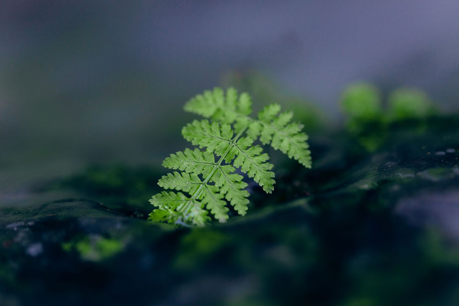 Bright green delicate fern frond emerges against a dark blurred forest background in soft focus.
