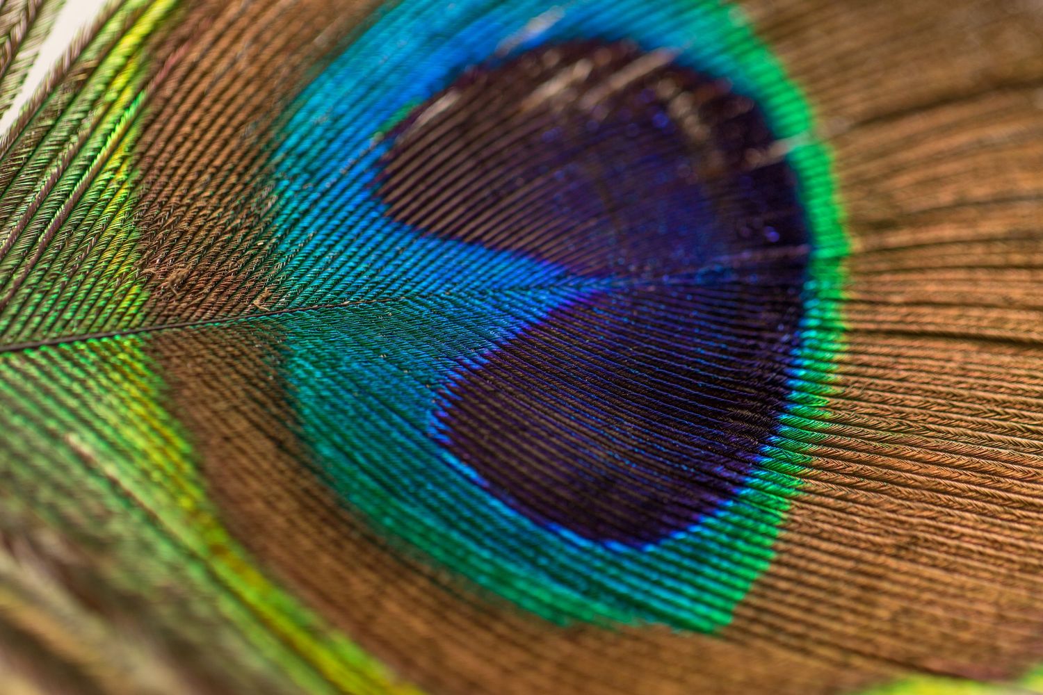 Extreme macro close-up of a vibrant peacock feather showing iridescent blue, green and brown patterns and textures.