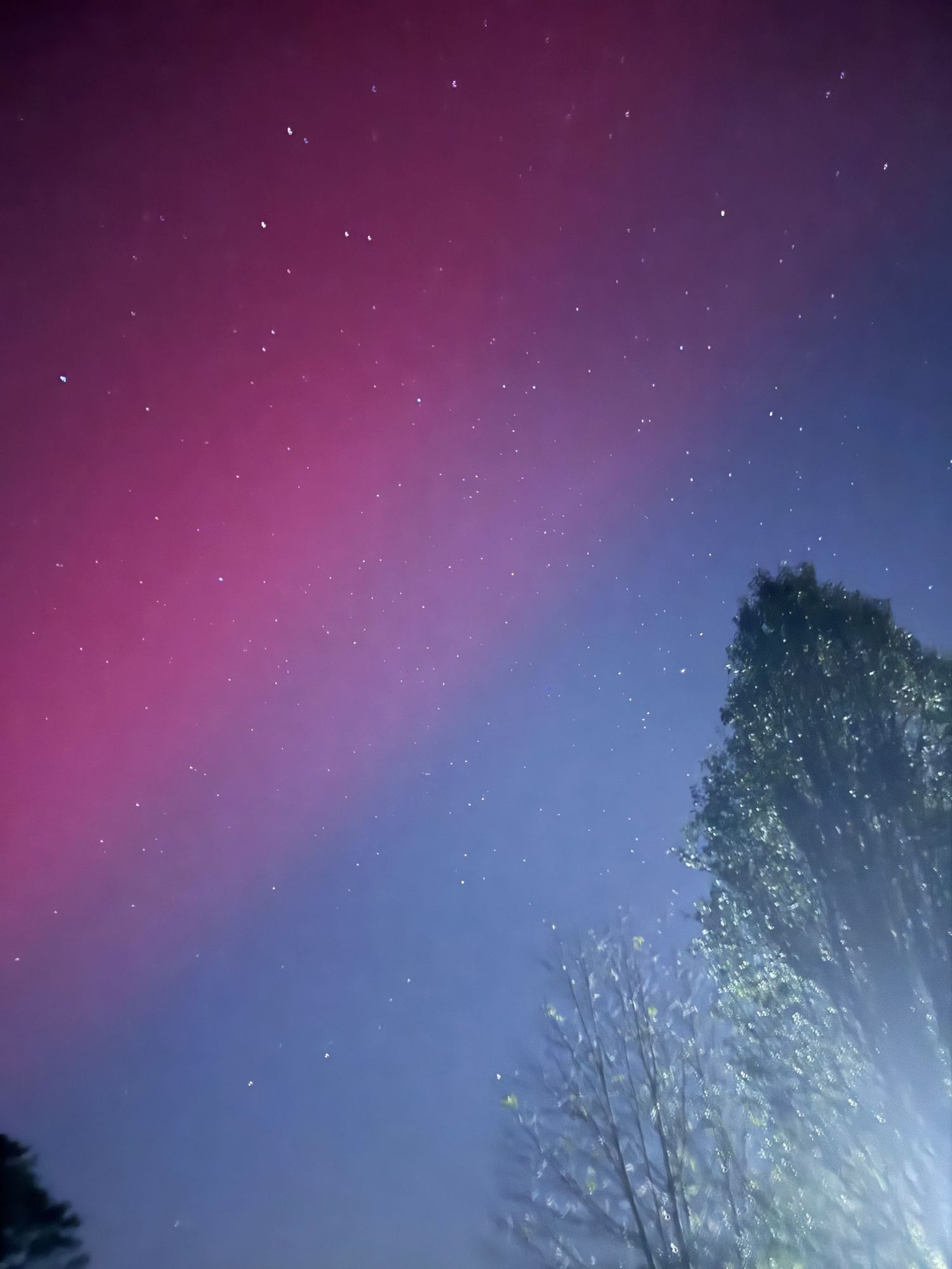 Pink and blue aurora borealis creates a dramatic display in the night sky above tree silhouettes.