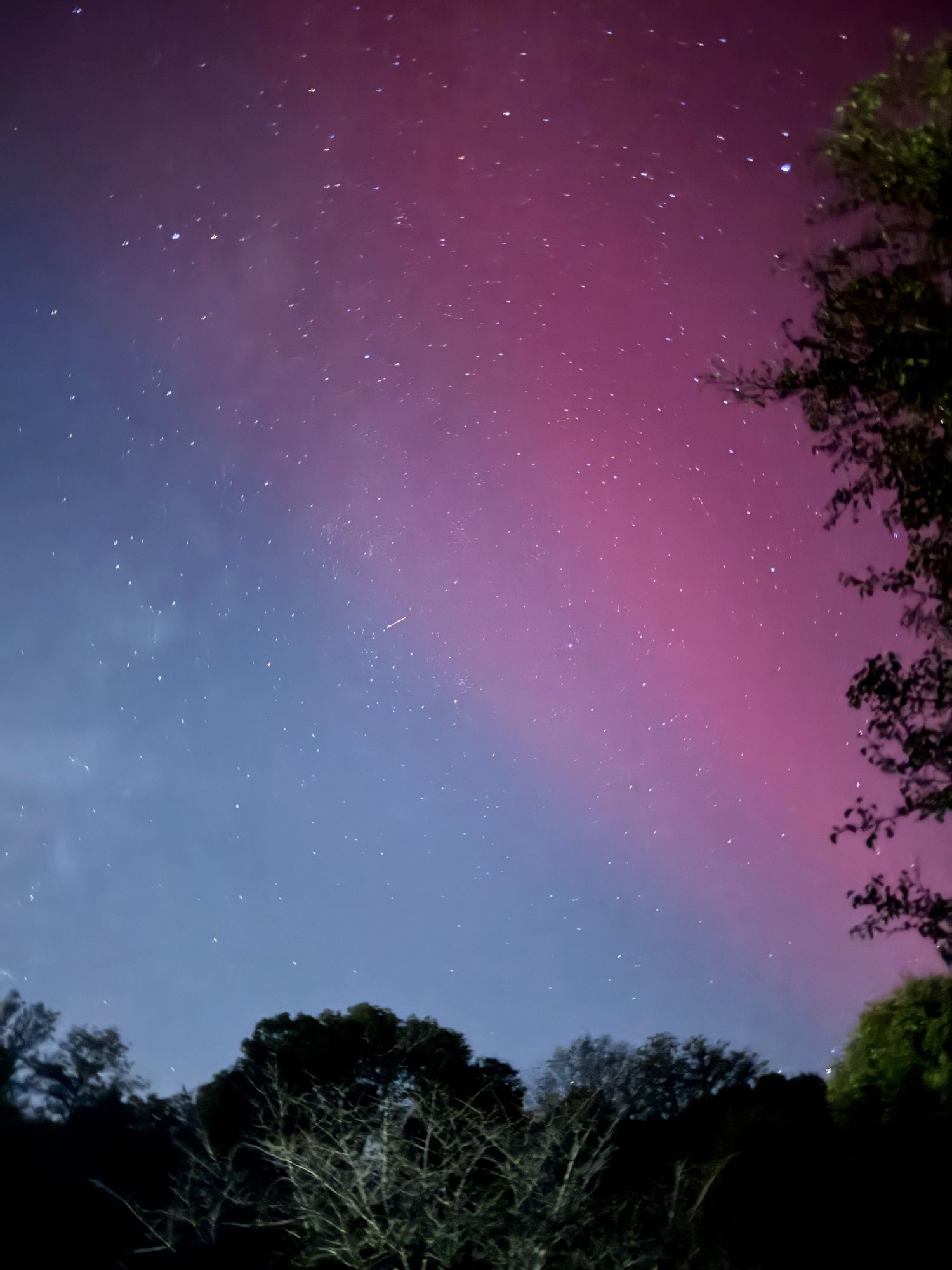 Pink and blue aurora borealis glows against a starlit sky with tree silhouettes.